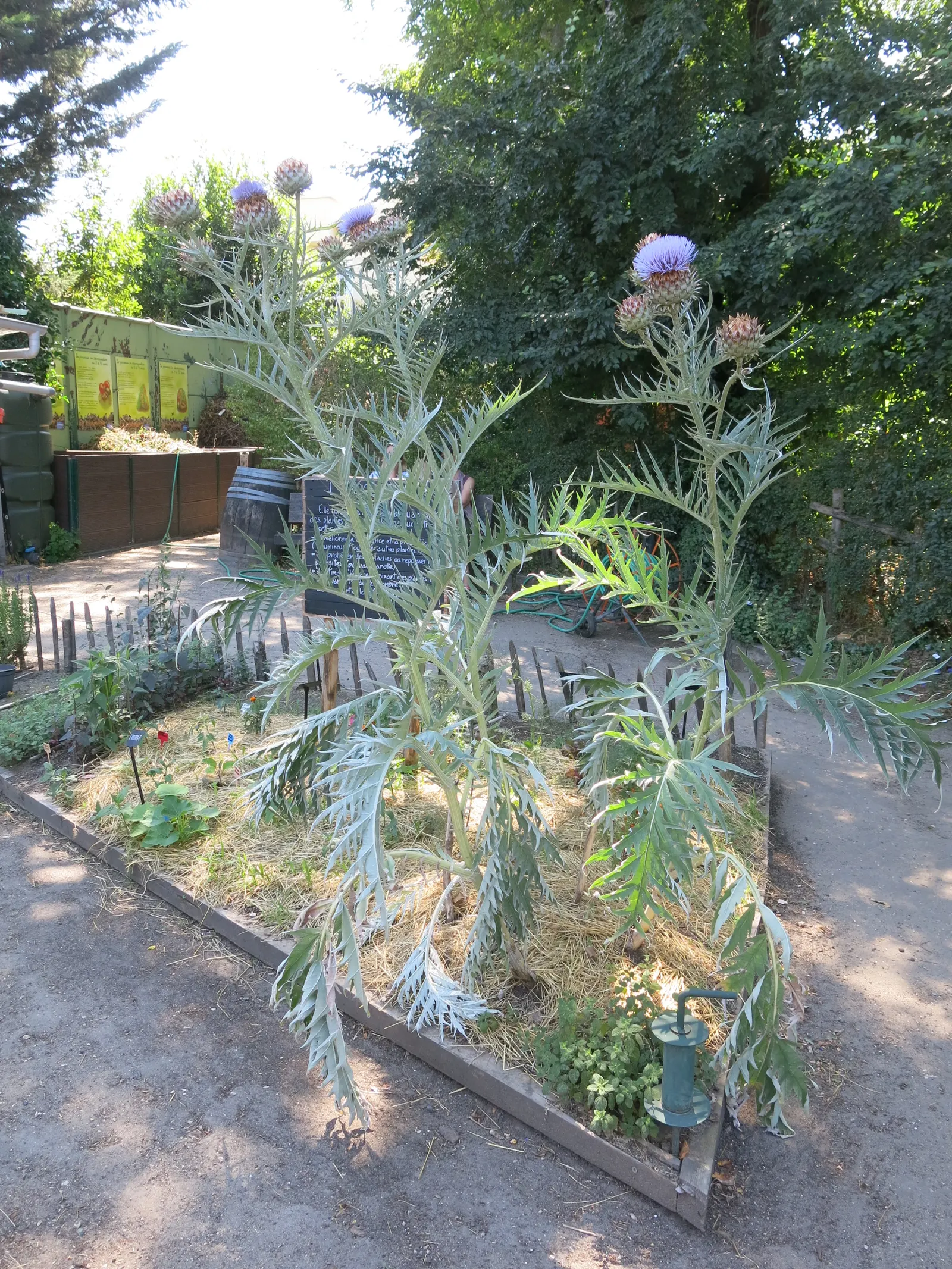 Cardoon (Cynara cardunculus) — For optimal growth, the Cardoon prefers full sun exposure and thrives in well-drained soils; perennial / vegetable, image 60