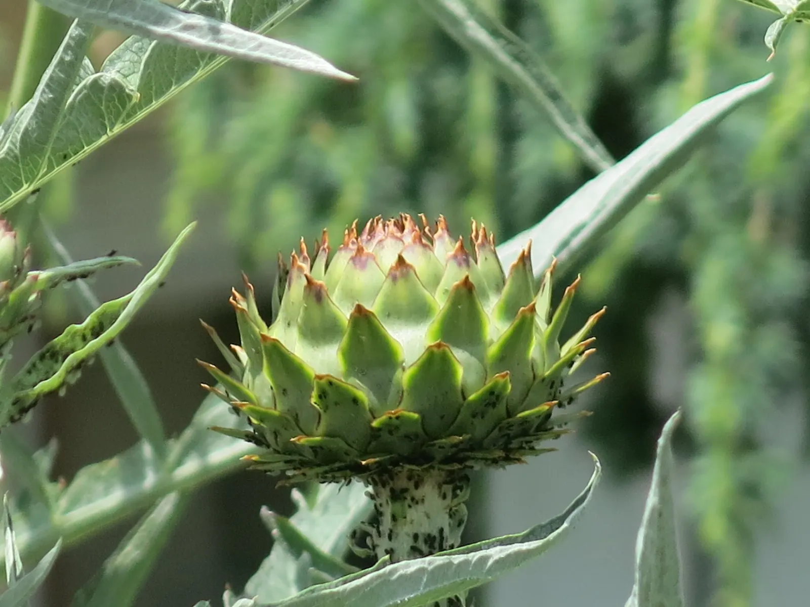 Cardoon (Cynara cardunculus) — Regular maintenance includes cutting back spent flower heads to encourage a tidy appearance; purple flowers in the garden