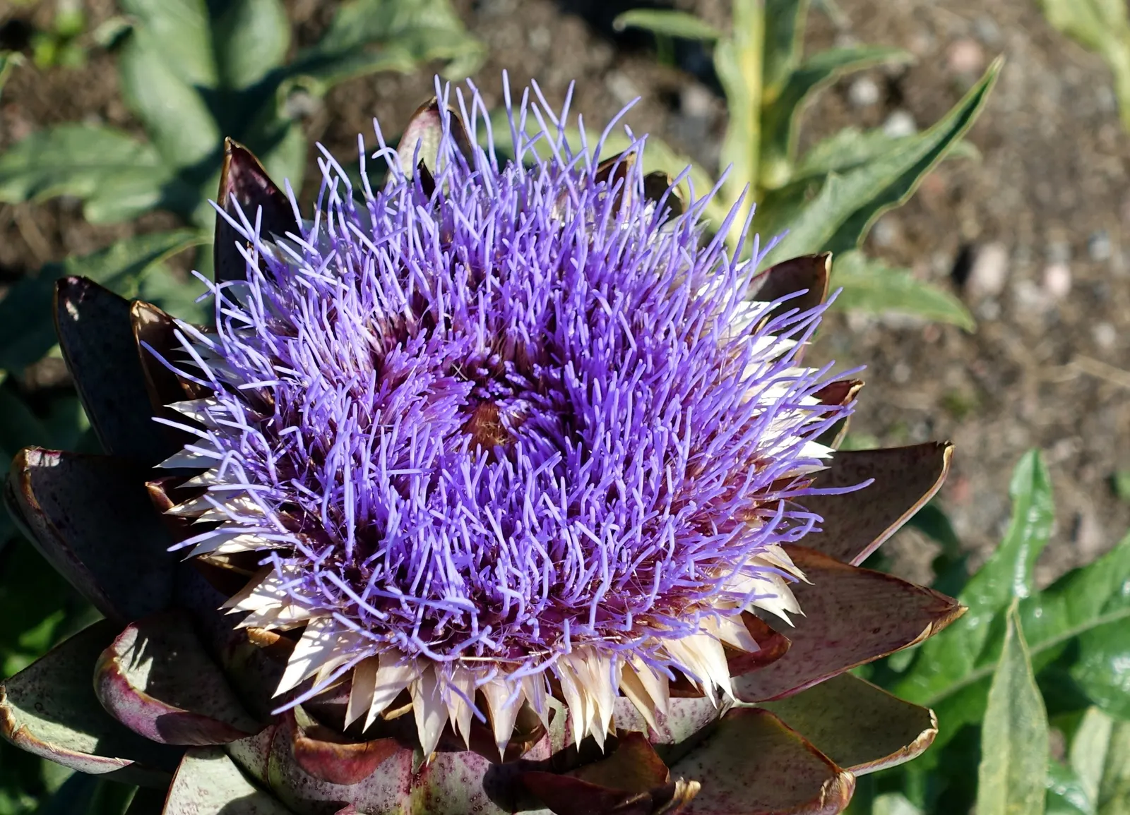 Cardoon (Cynara cardunculus) — Often confused with its cousin; the Cardoon stands out with its striking