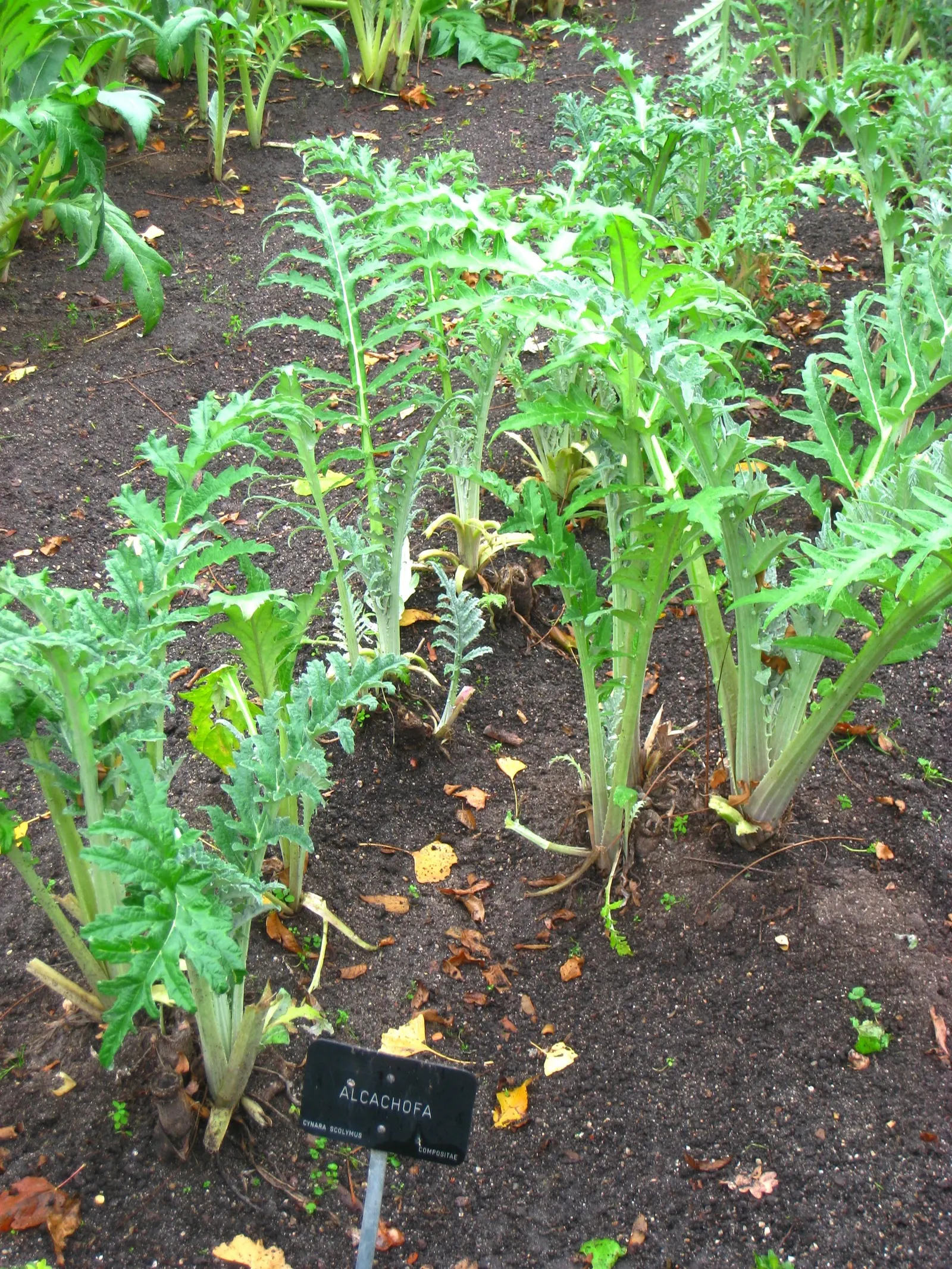 Cardoon (Cynara cardunculus) — perennial / vegetable for full; regular maintenance includes cutting back spent flower heads to encourage a tidy appearance