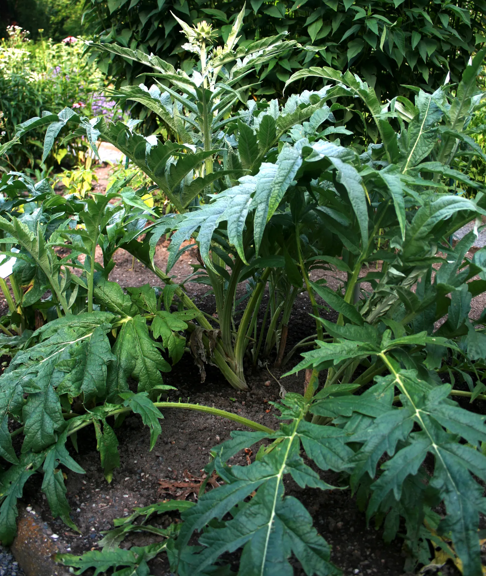 Cardoon (Cynara cardunculus) — offering an eye-catching display; is an imposing perennial plant hailed for its culinary and ornamental value