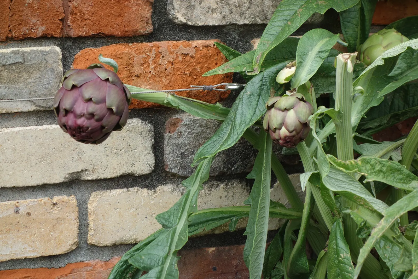 Cardoon (Cynara cardunculus) — This architectural specimen reaches a stately height of 3 to 6 feet and spans 2 to 4 feet wide; often confused with, image 55