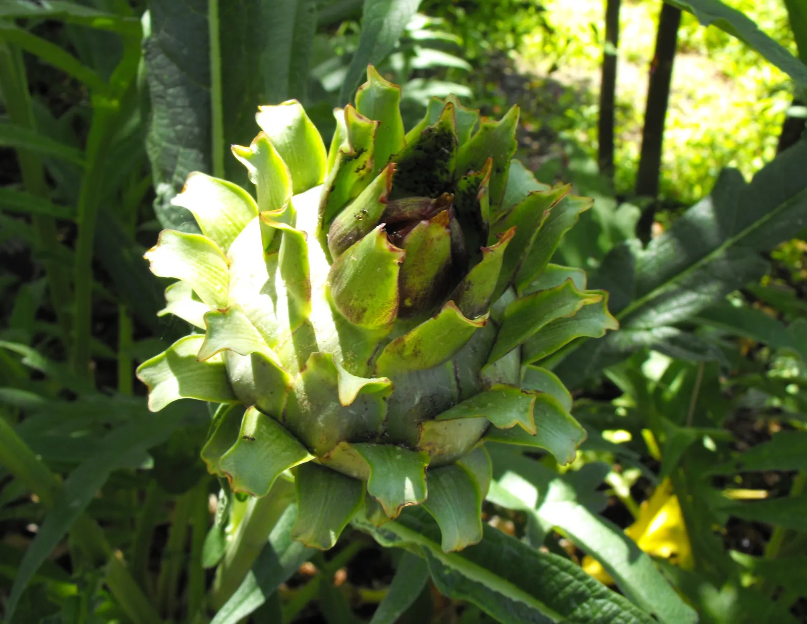 Cardoon (Cynara cardunculus) — the Cardoon produces captivating
