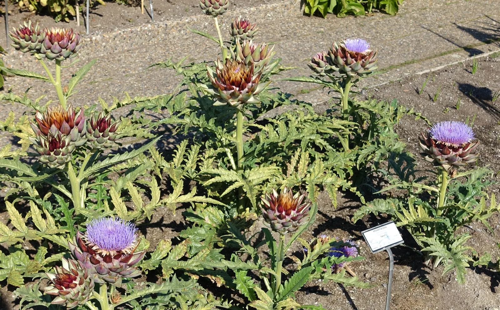Cardoon (Cynara cardunculus) — this plant can tolerate short periods of cold down to 15°F (-9.4°C); thistle-like purple flowers atop stems, image 62