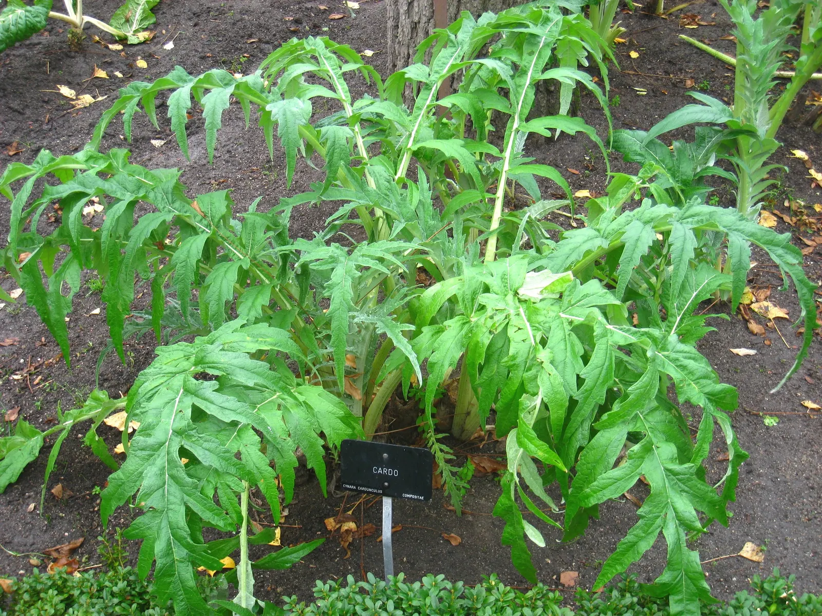 Cardoon (Cynara cardunculus) — scientifically referred to as Cynara cardunculus; hardy in USDA zones 7 to 9, image 50