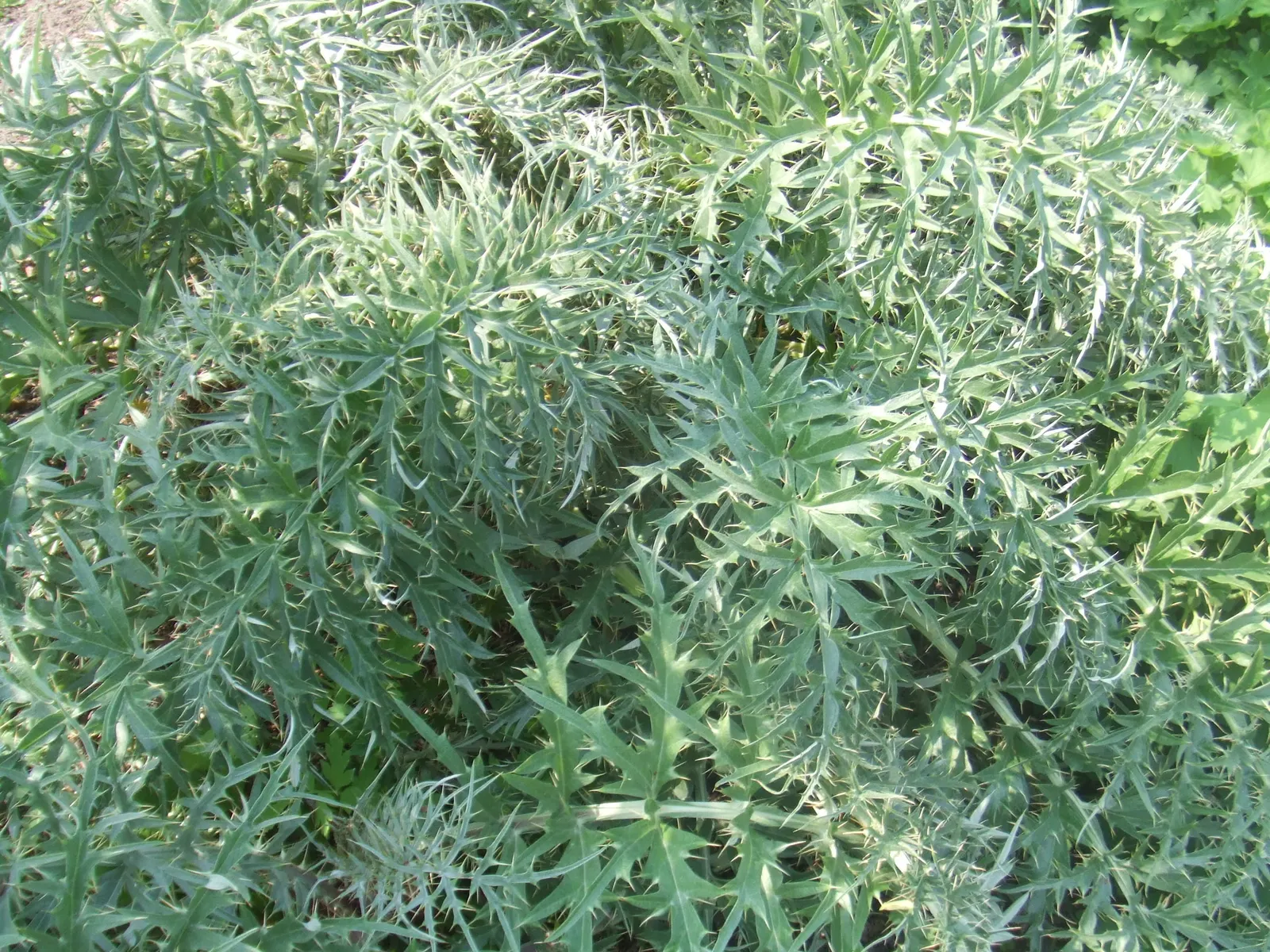 Cardoon (Cynara cardunculus) — purple flowers in the garden