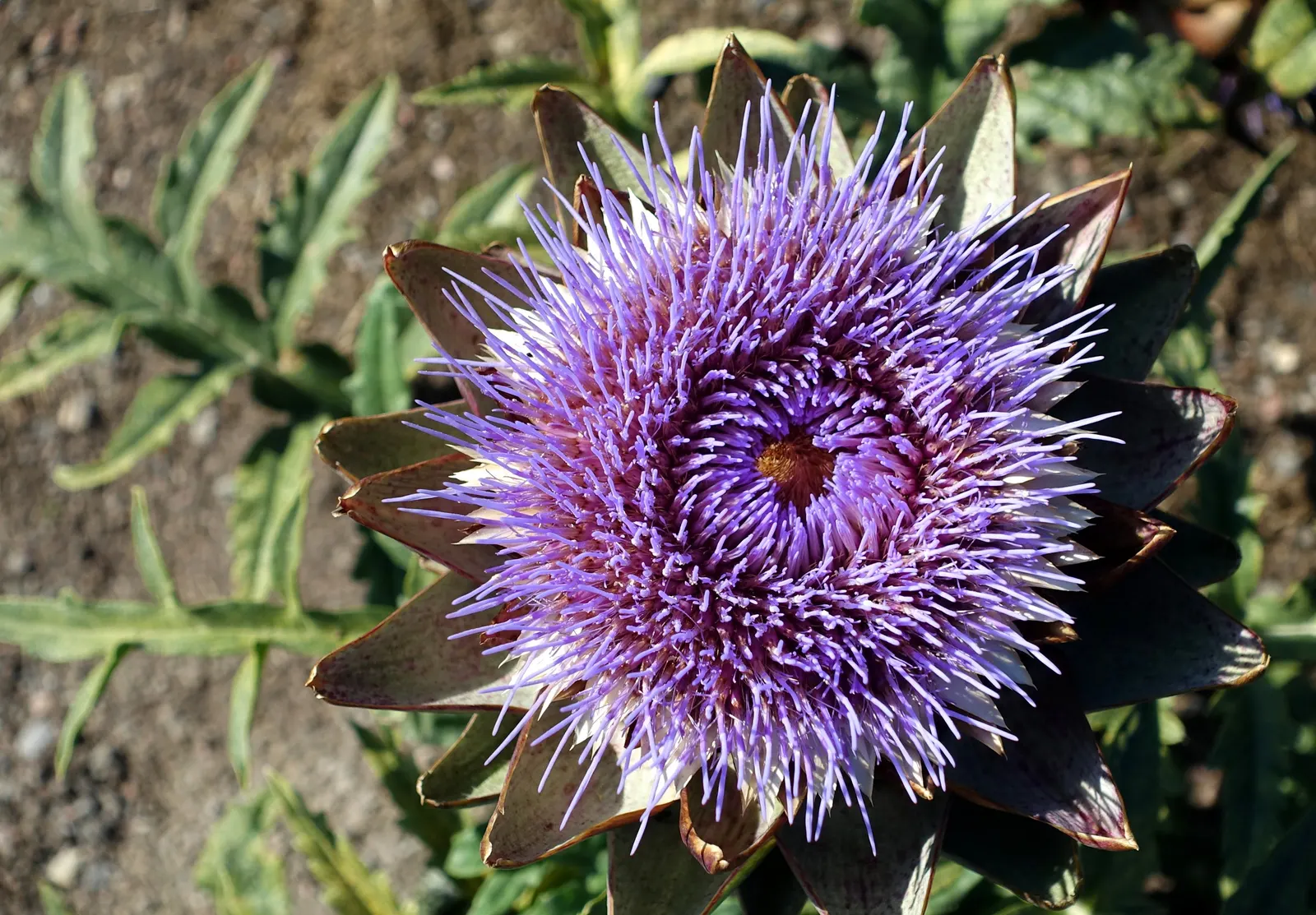 Cardoon (Cynara cardunculus) — deeply lobed leaves and bold