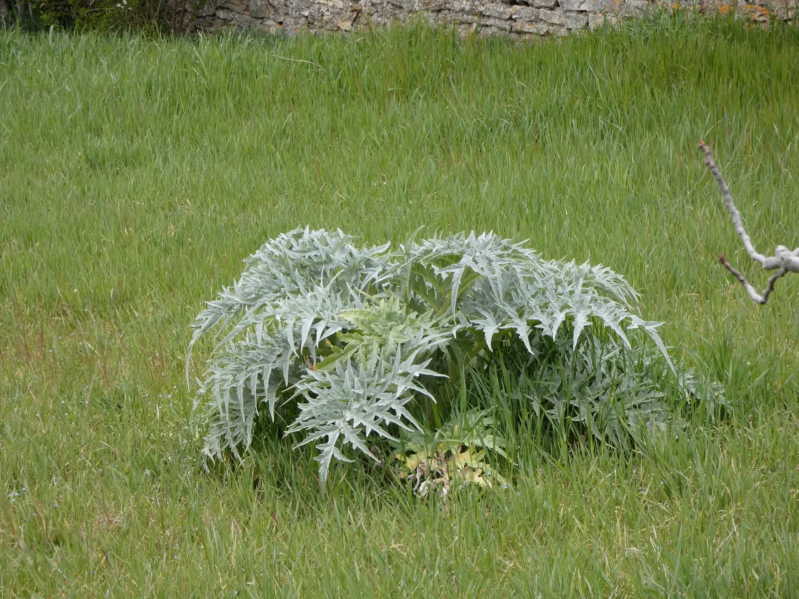 Cardoon (Cynara cardunculus) — Admirers should be cautious as the stems are armed with small spines; offering an eye-catching display, image 81