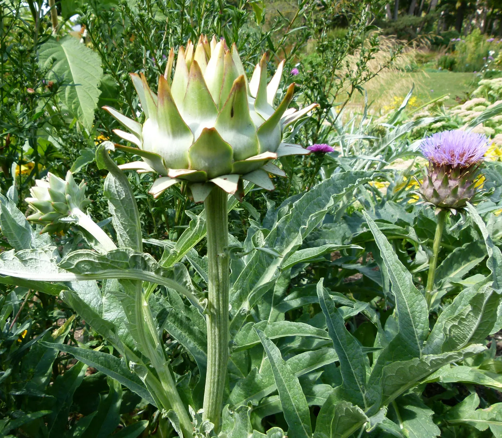 Cardoon (Cynara cardunculus) — purple-flowered thistle heads create a dramatic spectacle in late summer to fall; this plant can tolerate short, image 69