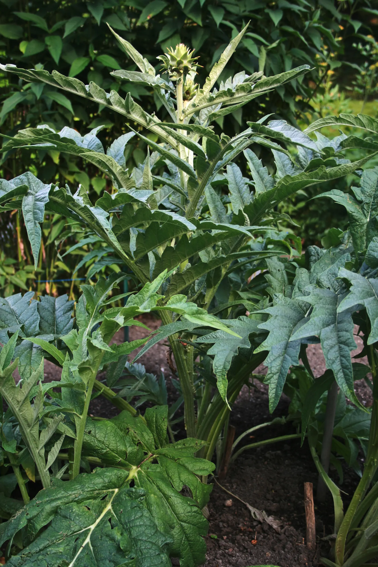 Cardoon (Cynara cardunculus) — purple flowers in the garden; use as a focal point or architectural backdrop in Mediterranean or water-wise gardens