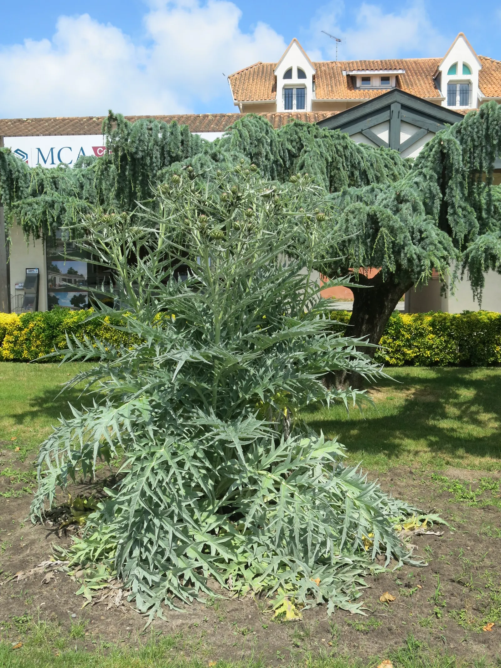 Cardoon (Cynara cardunculus) — reaching 3-6 feet high and 2-4 feet wide; preferring full sun and well-drained soil, it's drought-tolerant once, image 45