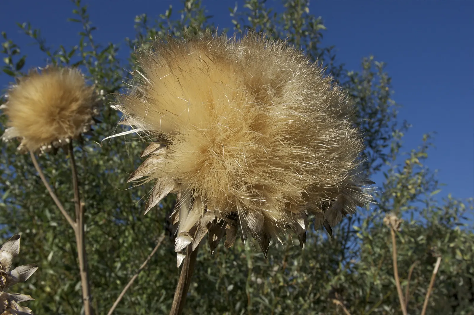 Cardoon (Cynara cardunculus) — purple-flowered thistle heads create a dramatic spectacle in late summer to fall; this plant can tolerate short periods of cold