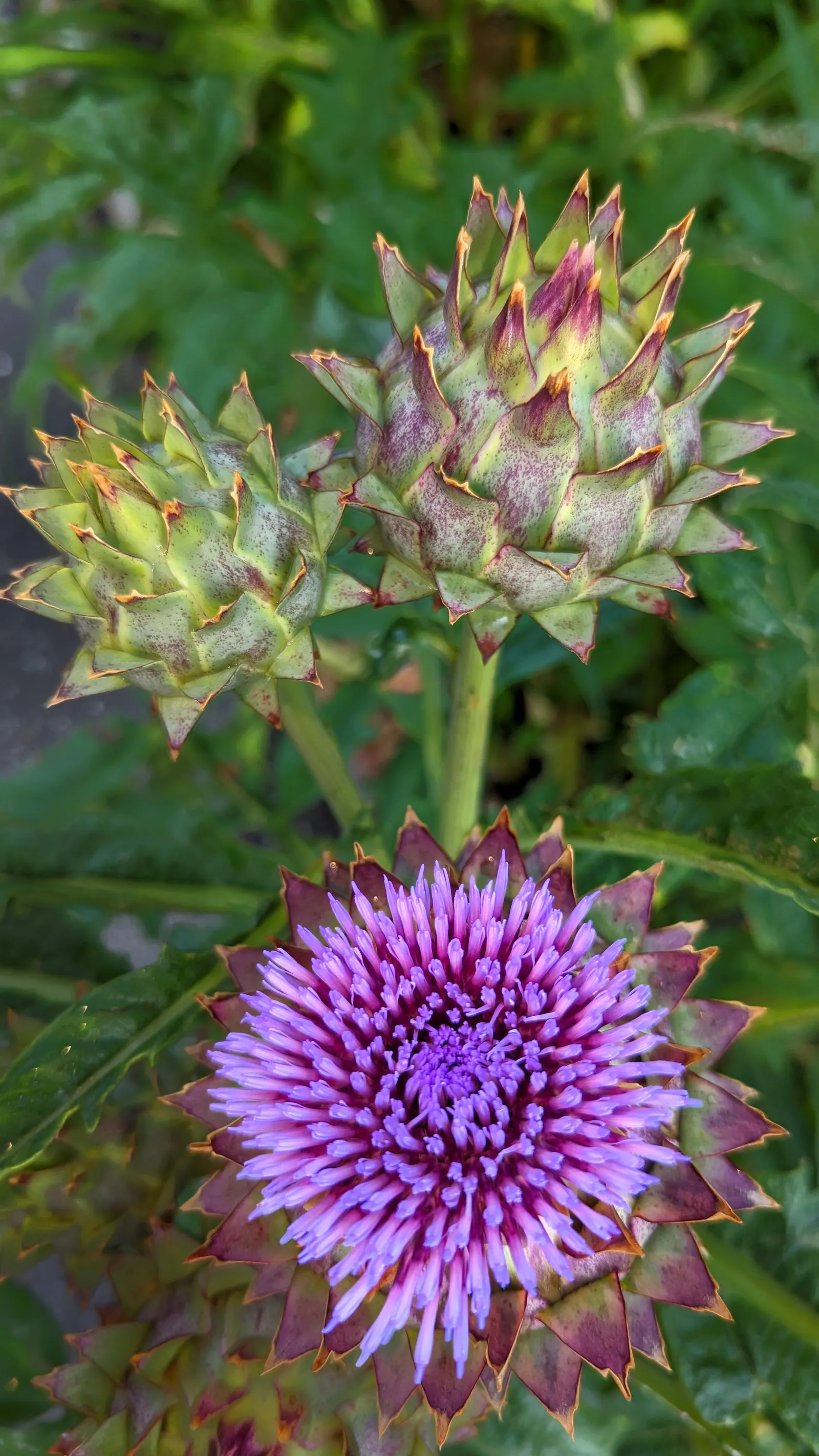 Cardoon (Cynara cardunculus) — Preferring full sun and well-drained soil, it's drought-tolerant once established; purple-flowered thistle heads create a