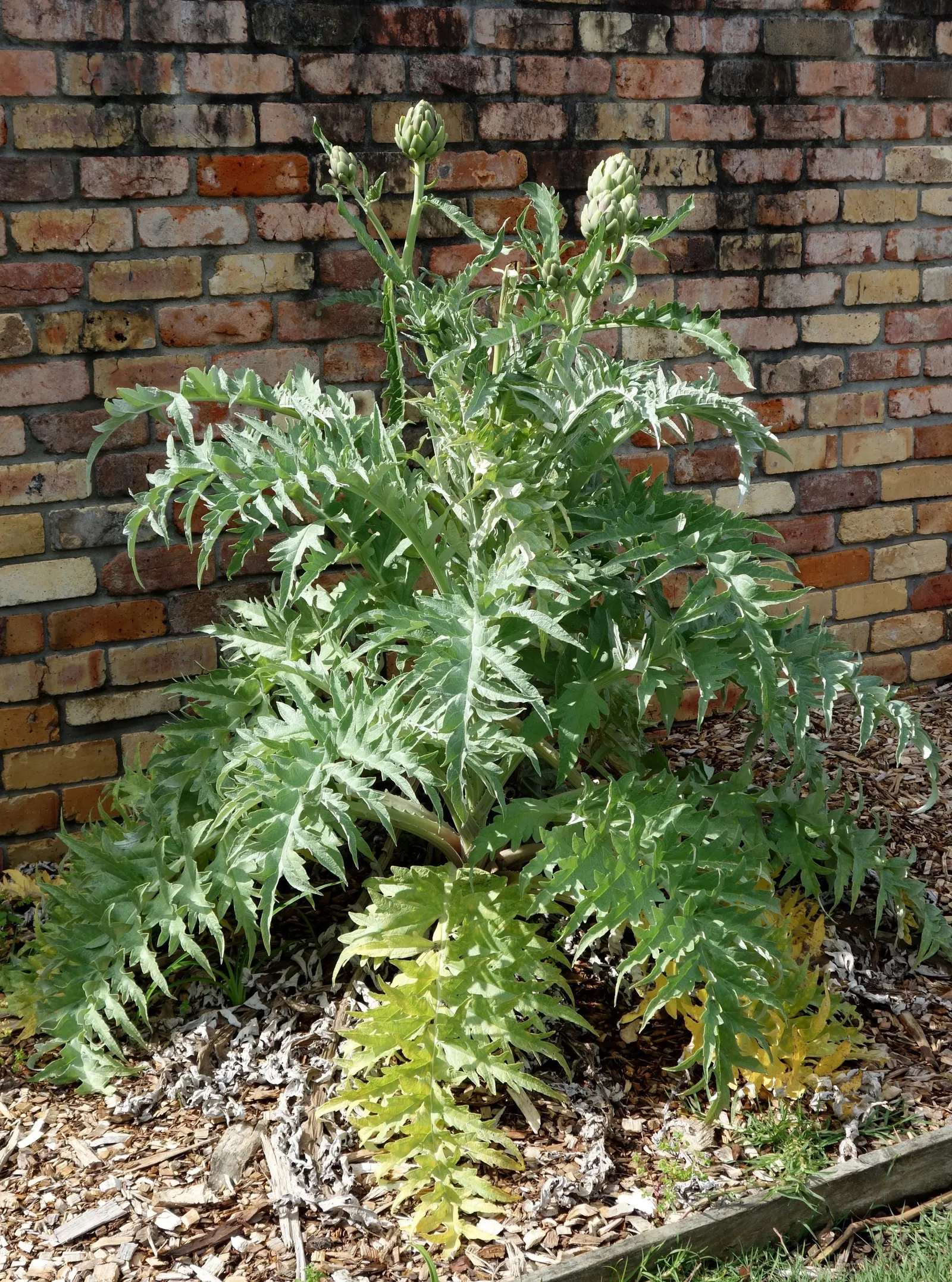 Cardoon (Cynara cardunculus) — purple flowers in the garden; use as a focal point or architectural backdrop in Mediterranean or water-wise gardens, image 64