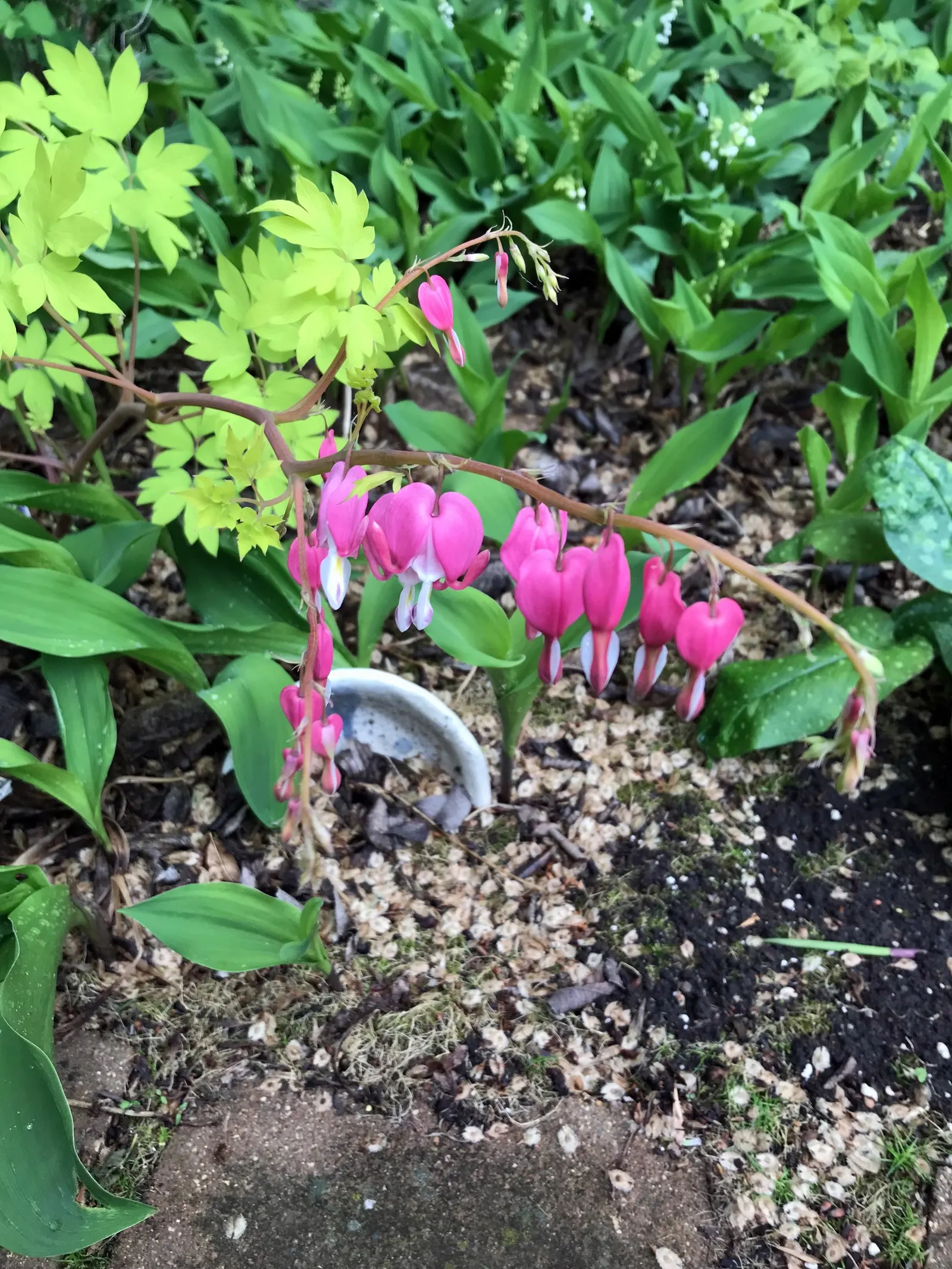 Golden Bleeding Hearts (Dicentra 'White Gold') — The Golden Bleeding Heart 'White Gold' (Dicentra spectabilis 'White Gold') is a captivating perennial