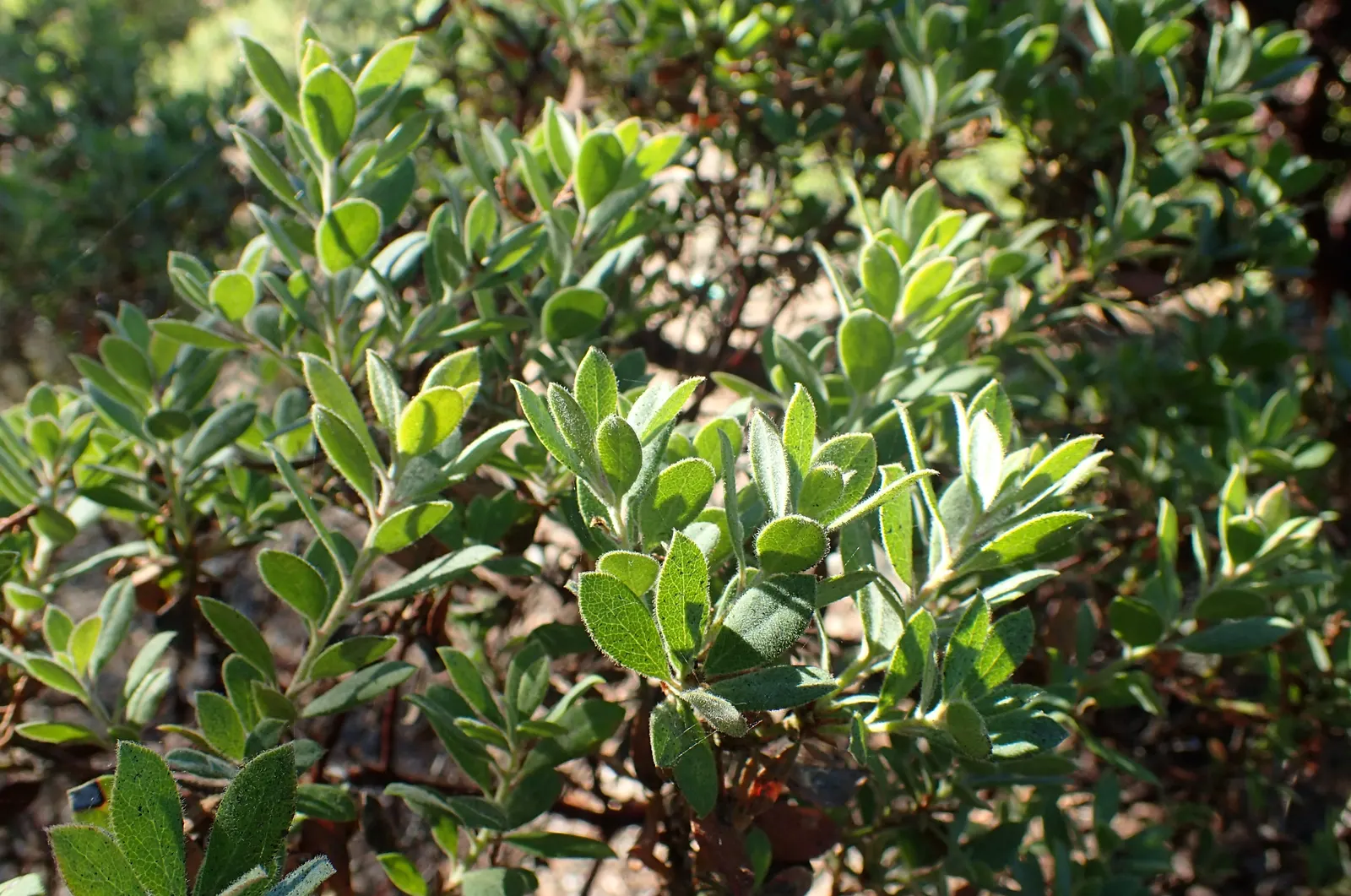 Sandmat Manzanita (Arctostaphylos Pumila) — commonly referred to as the Sandmat Manzanita