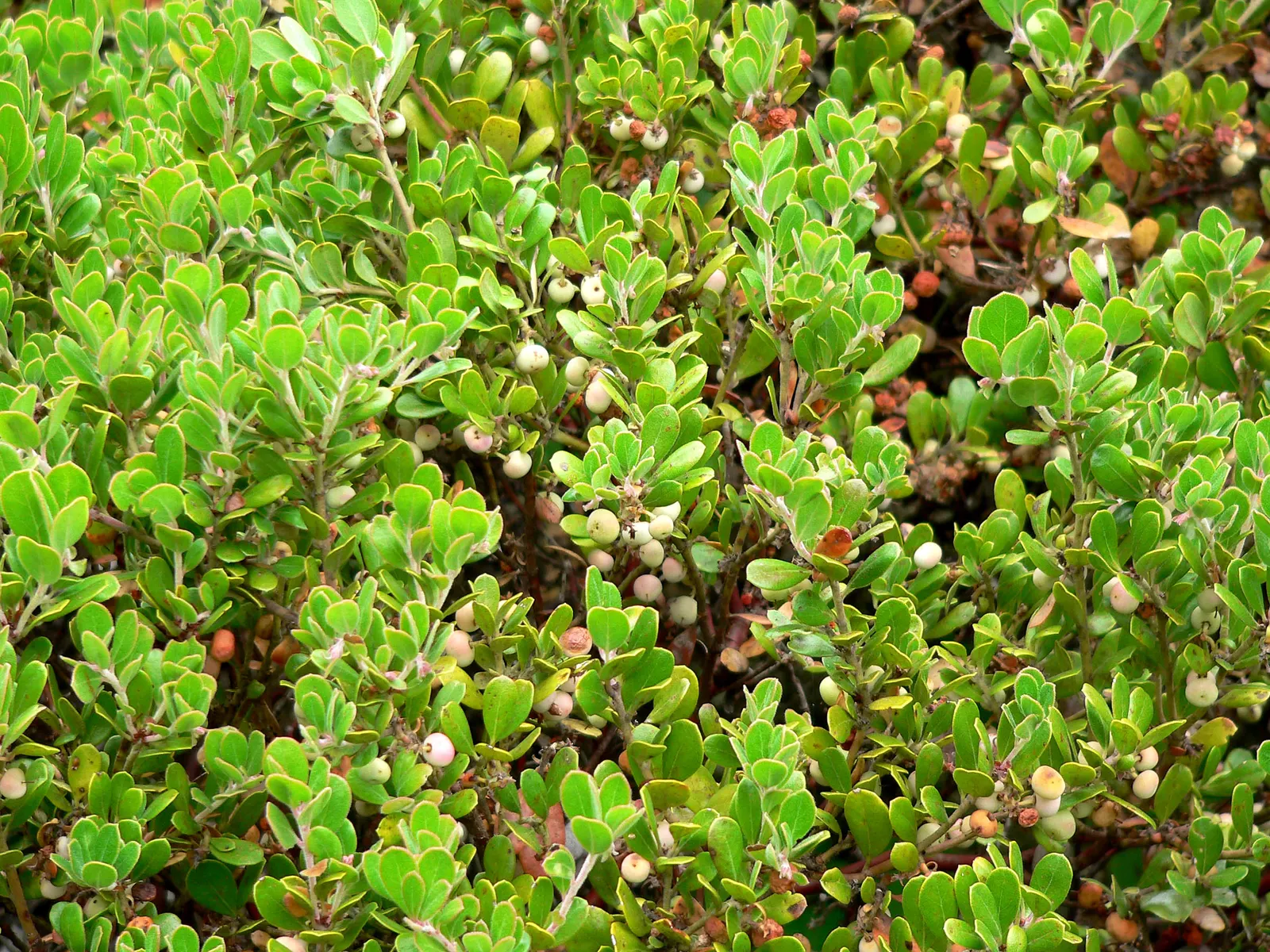 Sandmat Manzanita (Arctostaphylos Pumila) — This groundcover species is admired for its dense