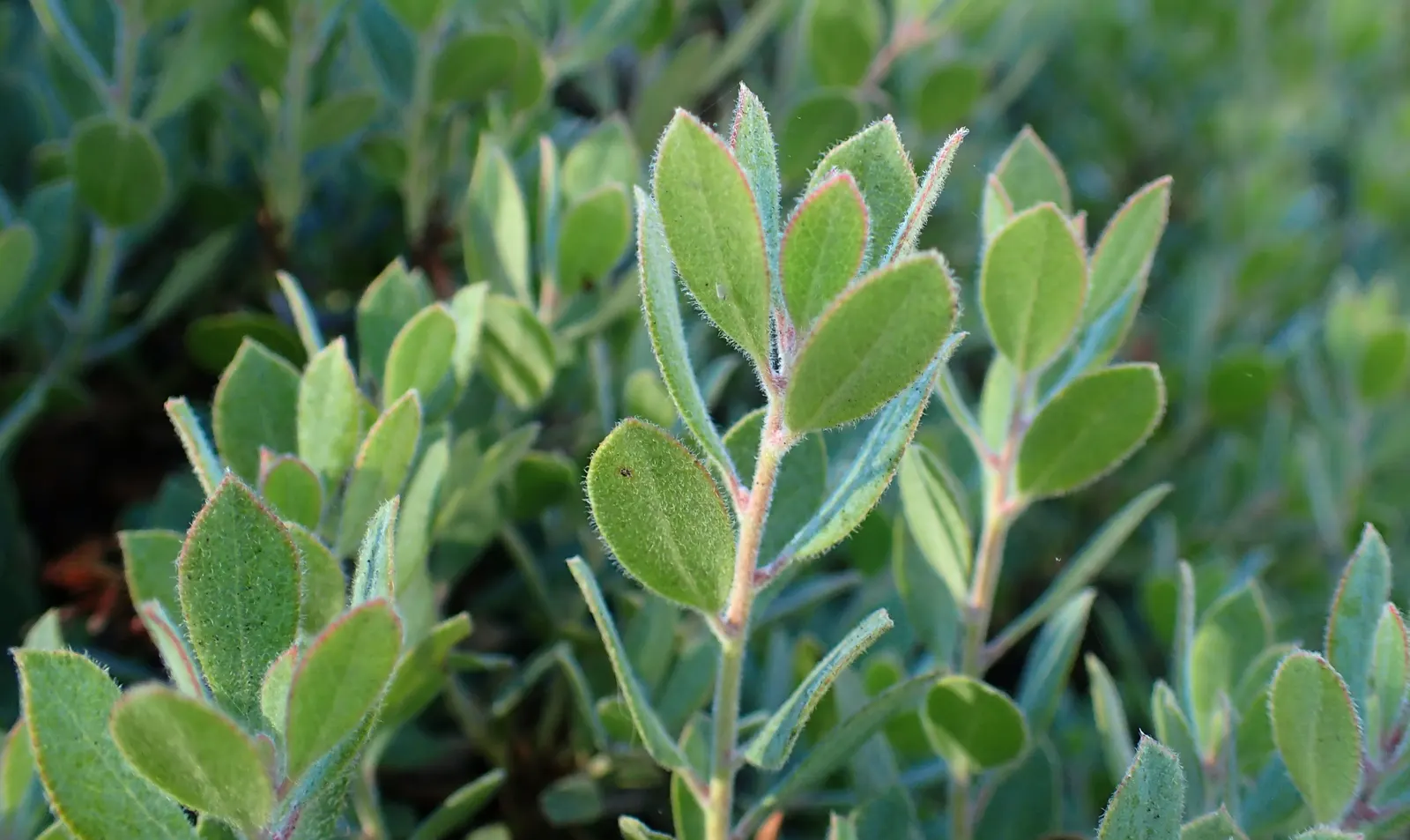Sandmat Manzanita (Arctostaphylos Pumila) — commonly known as Sandmat Manzanita