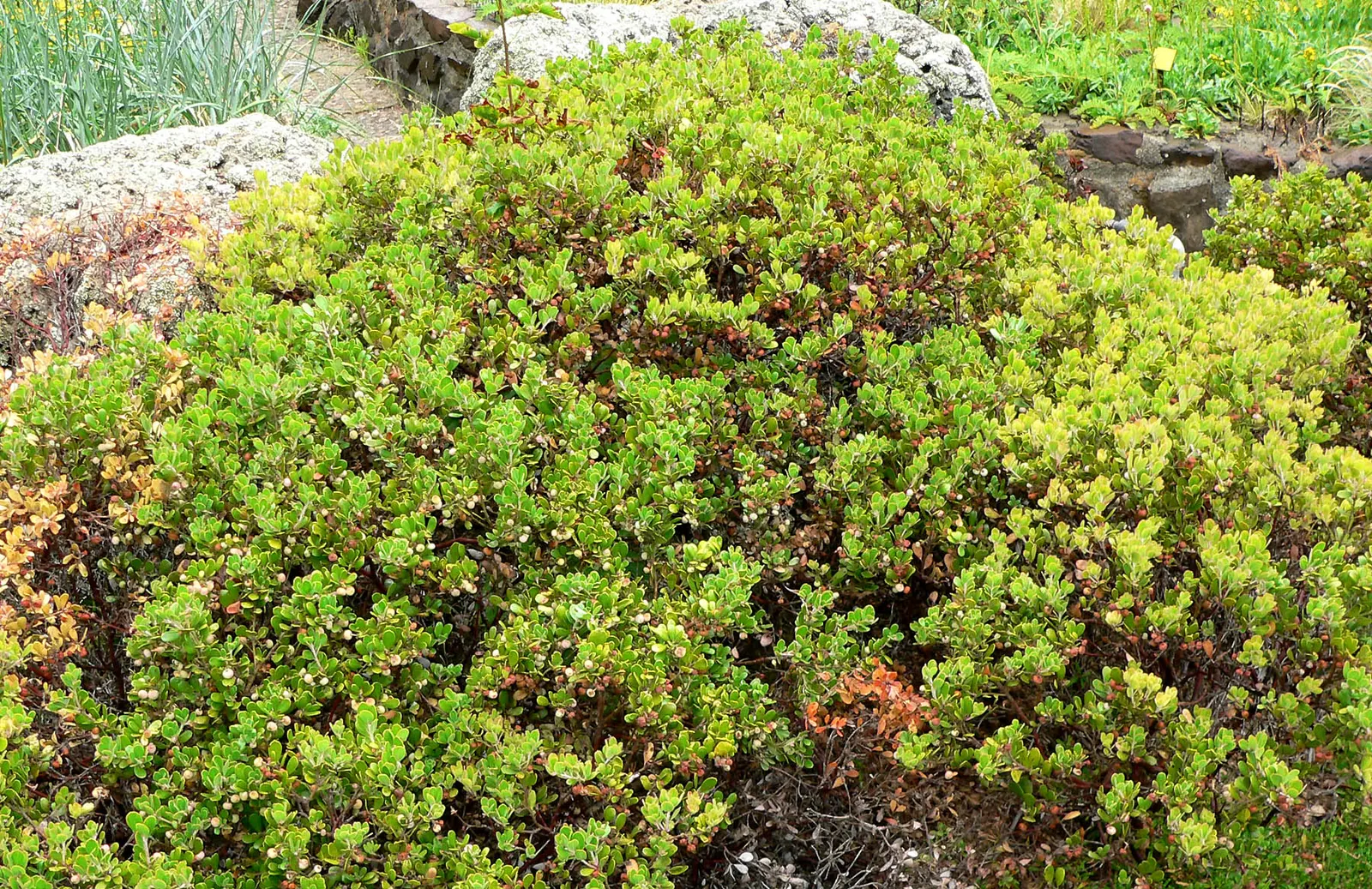 Sandmat Manzanita (Arctostaphylos Pumila) — is an evergreen groundcover native to California's coastal regions