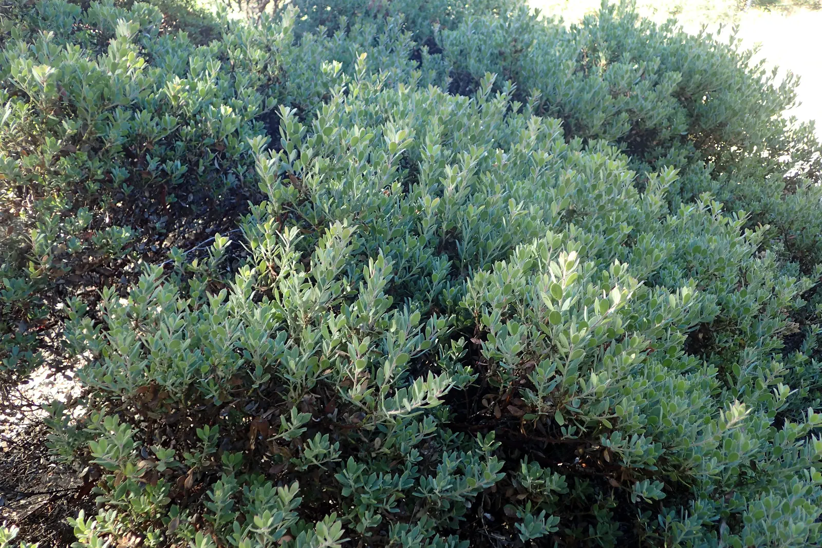 Sandmat Manzanita (Arctostaphylos Pumila) — making it an excellent choice for rock gardens and erosion control