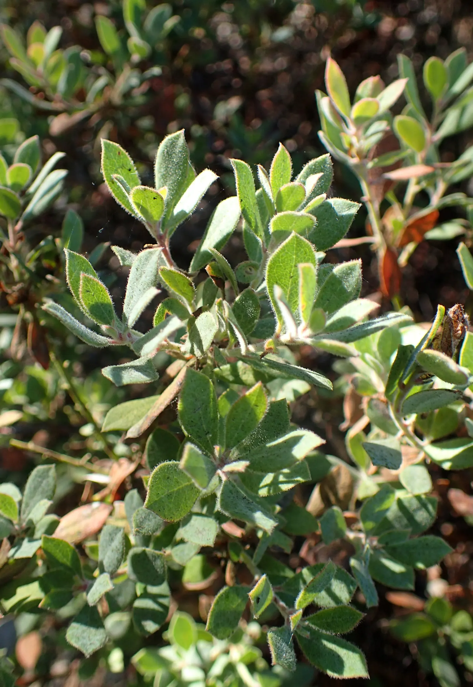 Sandmat Manzanita (Arctostaphylos Pumila) — This drought-tolerant species typically spans 6 to 12 inches high and spreads up to 3 feet wide