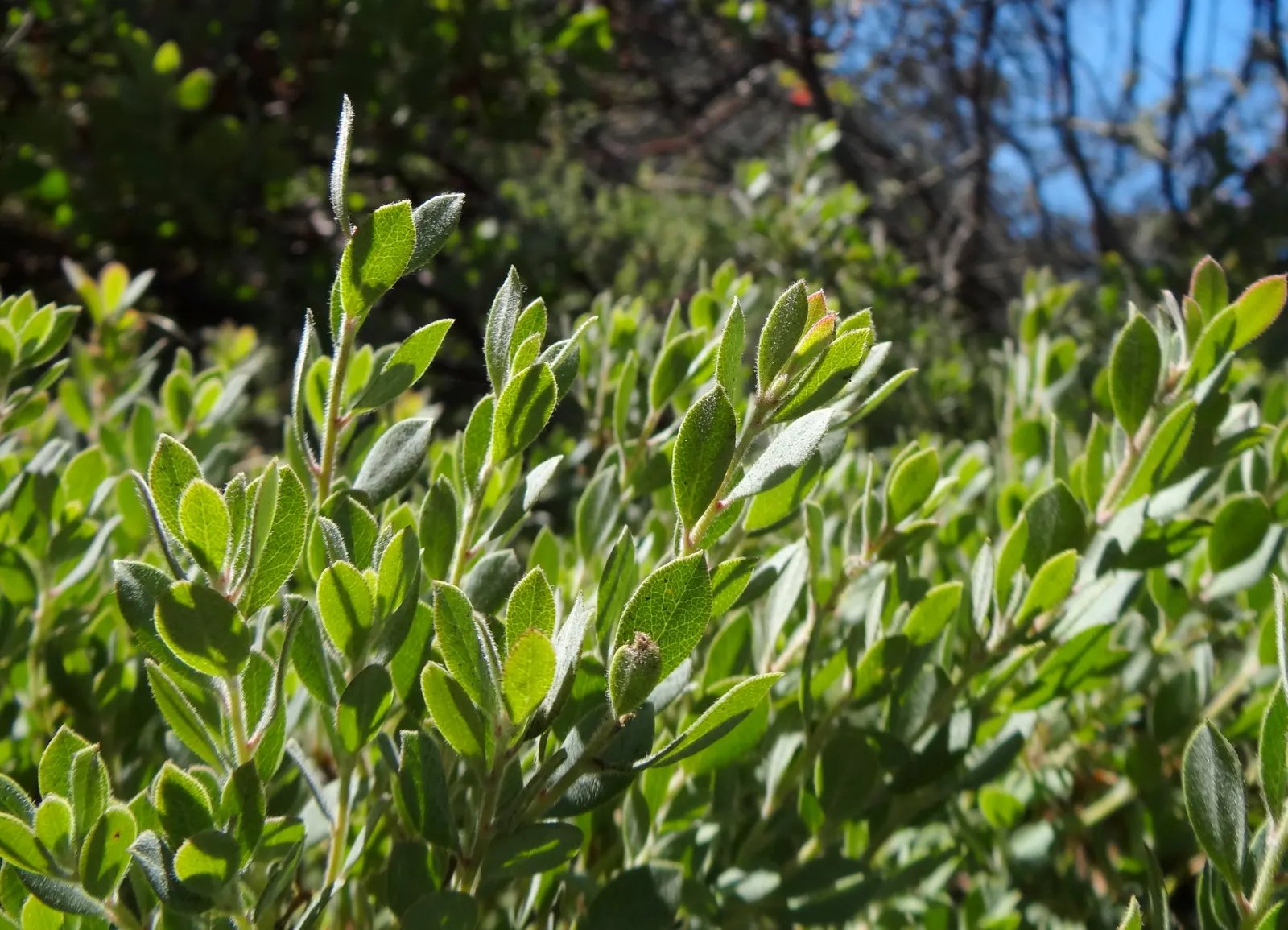 Sandmat Manzanita (Arctostaphylos Pumila) — is a low-growing evergreen shrub native to the sandy soils of California's coastal regions