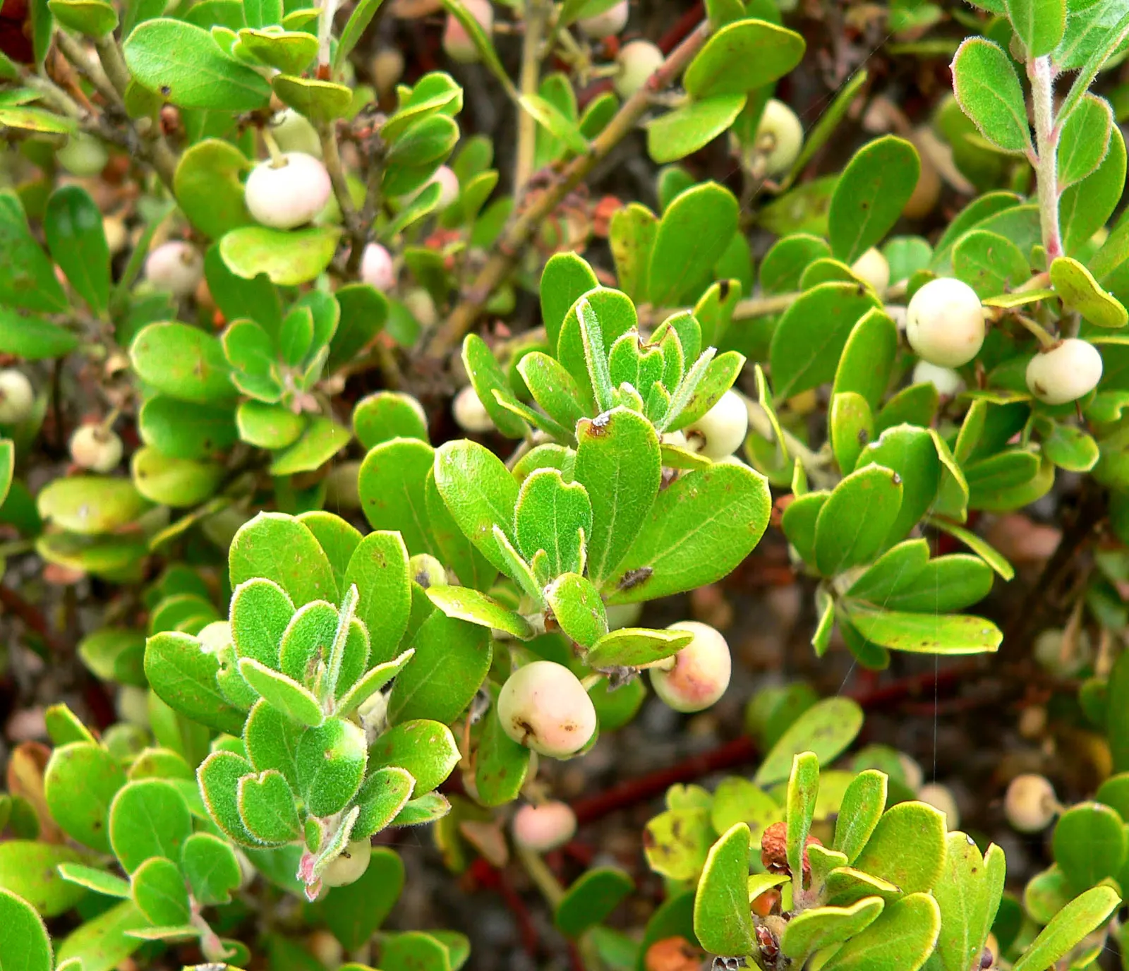 Sandmat Manzanita (Arctostaphylos Pumila) — which reaches typically 6 to 12 inches in height and spreads over an area of 3 to 6 feet wide
