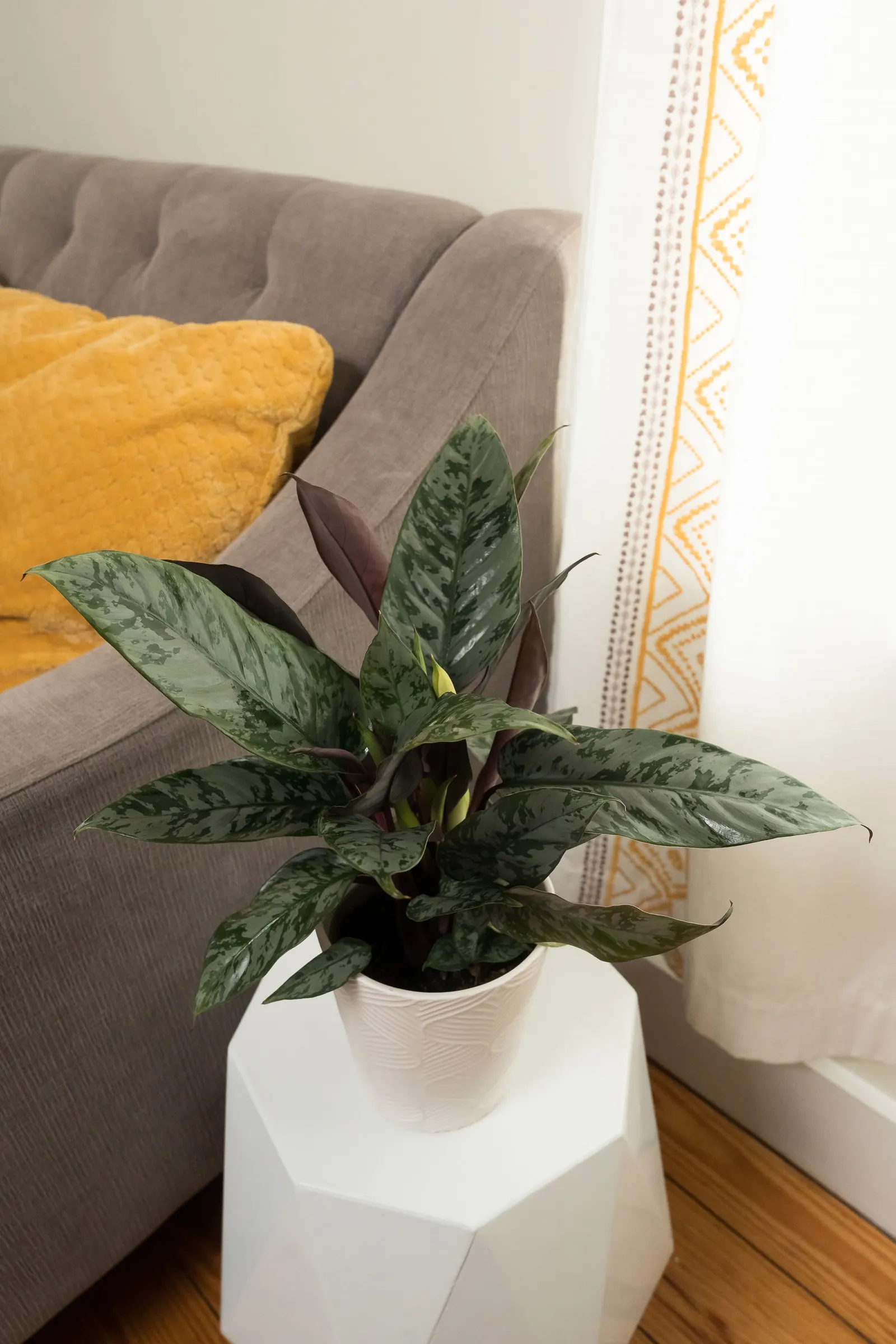 Opulence™ Red Sword (Apoballis acuminatissima) — is a compact tropical houseplant with upright