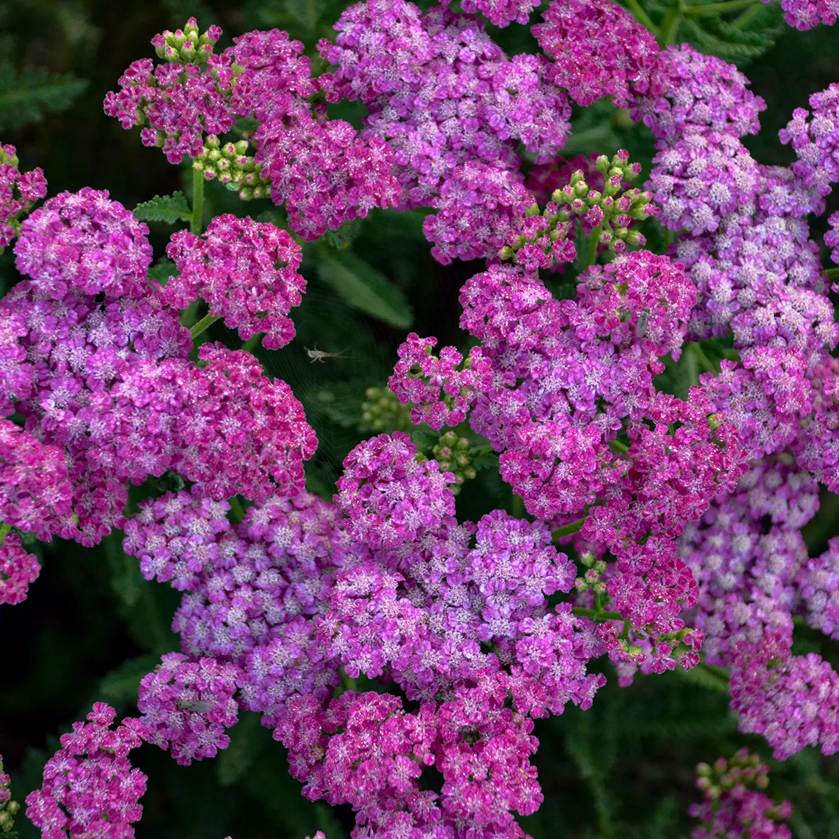 'Firefly Fuchsia' Yarrow (Achillea hybrid) — It matures to 22-24 inches tall and 26-30 inches wide