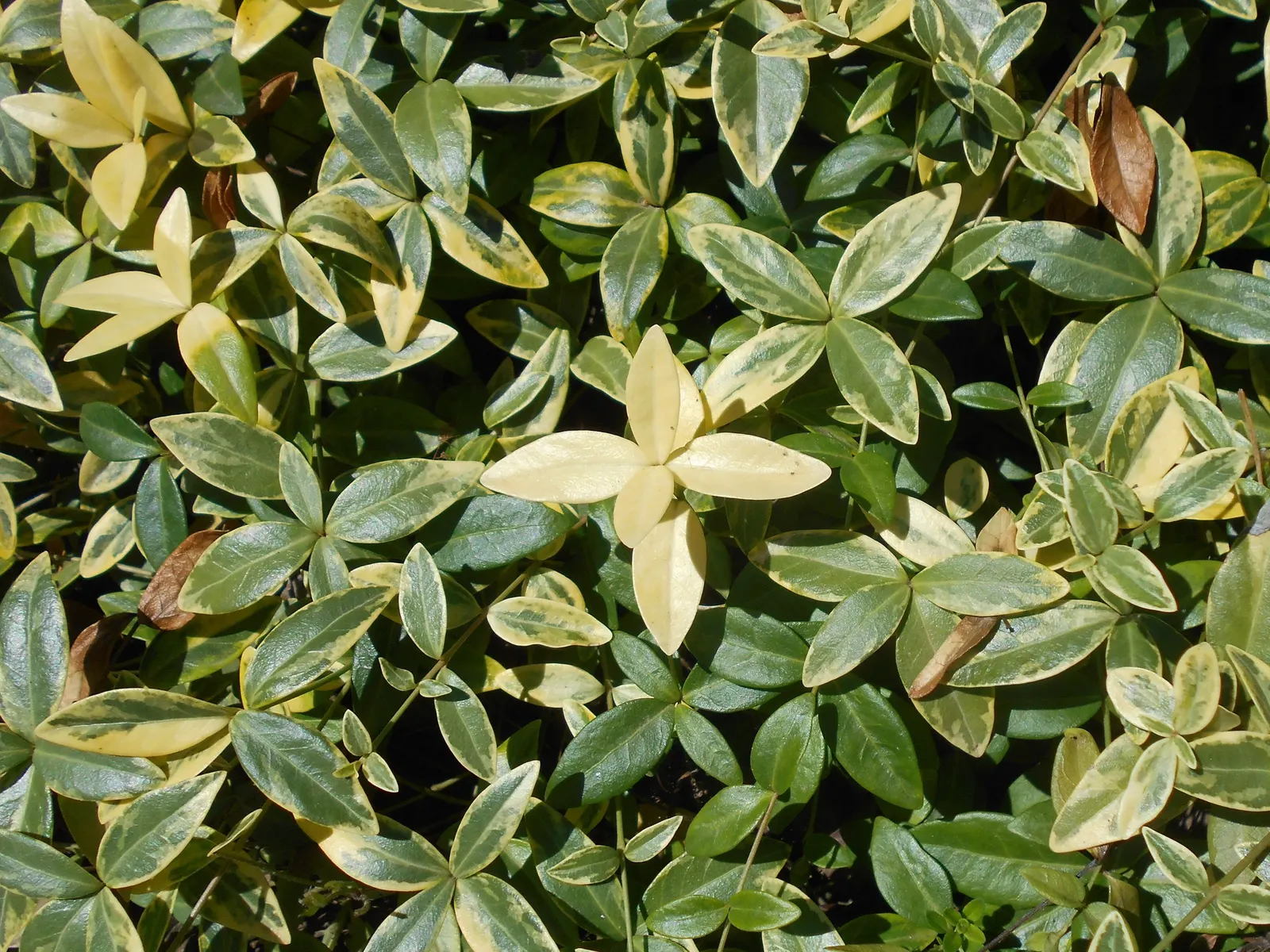 Variegated Dwarf Periwinkle (Vinca Minor 'Variegata') — scientifically known as Vinca minor 'Variegata'
