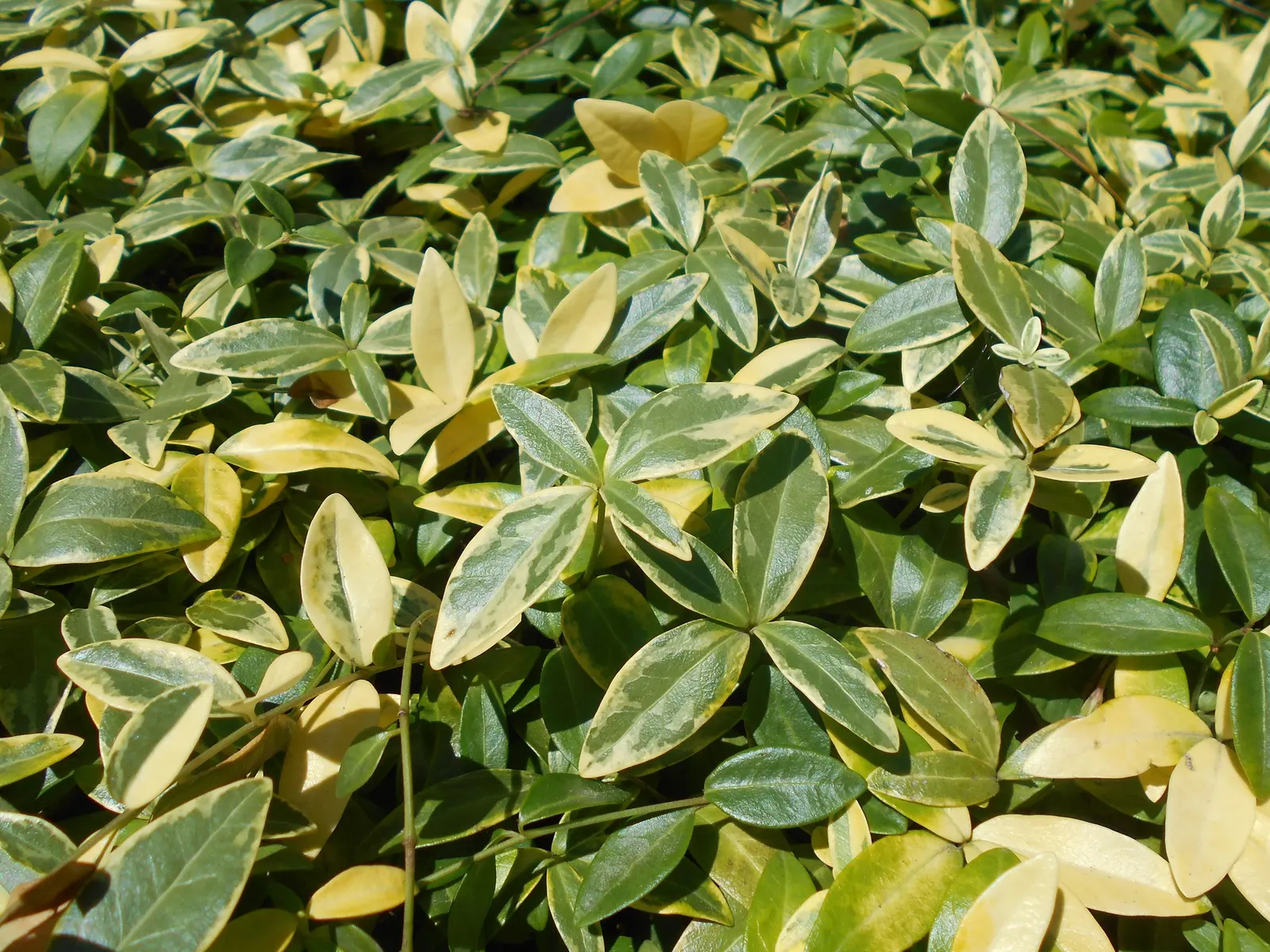 Variegated Dwarf Periwinkle (Vinca Minor 'Variegata') — Vinca Minor 'Variegata,' is a versatile groundcover displaying white-edged