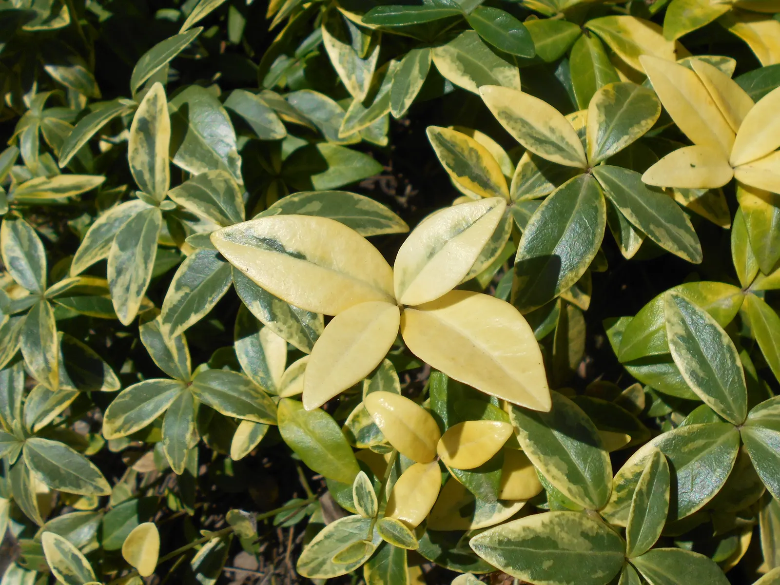 Variegated Dwarf Periwinkle (Vinca Minor 'Variegata') — Tolerant of shade, it's ideal for underplanting in woodland gardens
