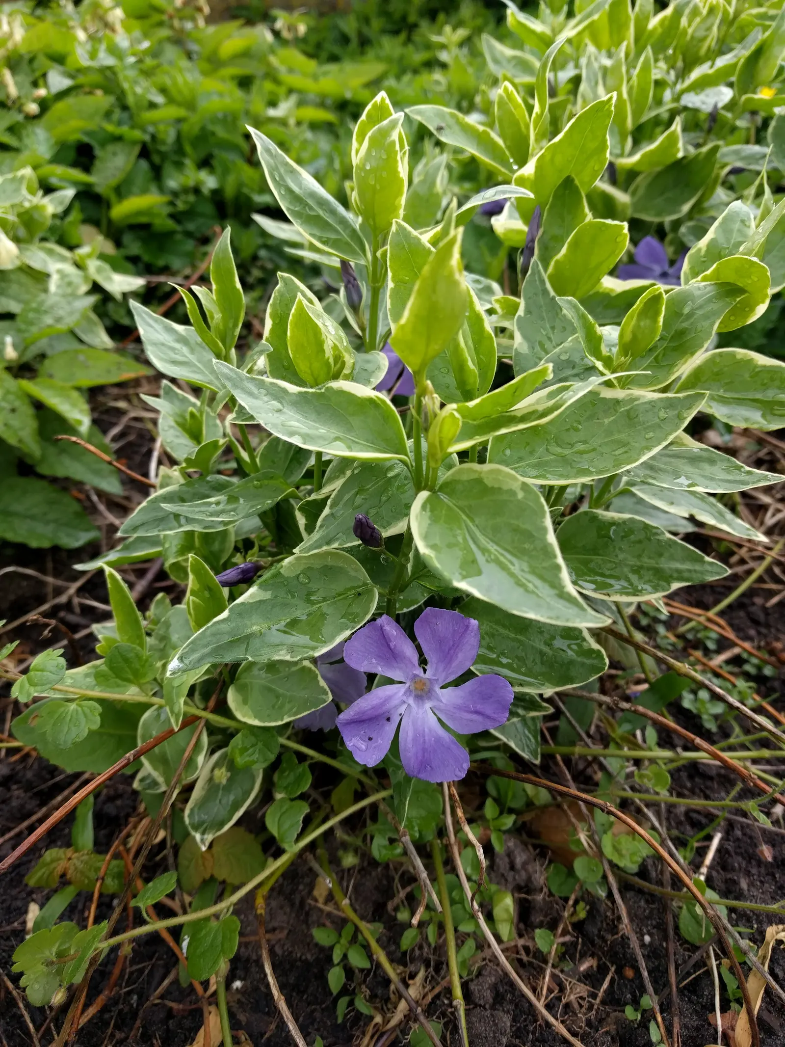 Variegated Dwarf Periwinkle (Vinca Minor 'Variegata') — Maintenance is minimal, requiring occasional pruning to maintain shape and encourage denser growth