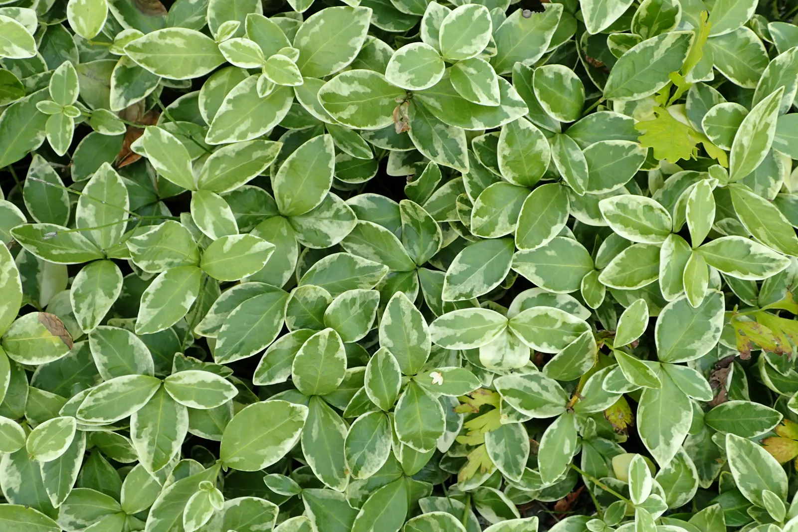 Variegated Dwarf Periwinkle (Vinca Minor 'Variegata') — A perfect choice for adding year-round interest with minimal care
