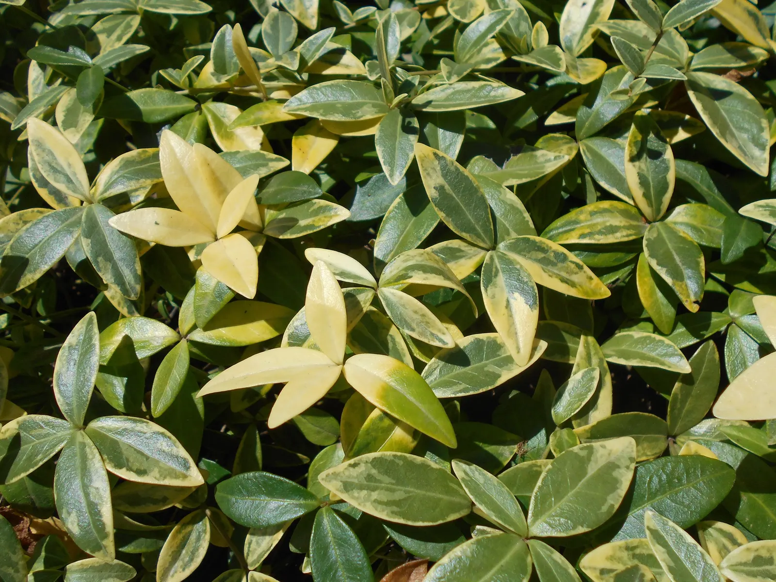 Variegated Dwarf Periwinkle (Vinca Minor 'Variegata') — green foliage and delicate lavender blooms