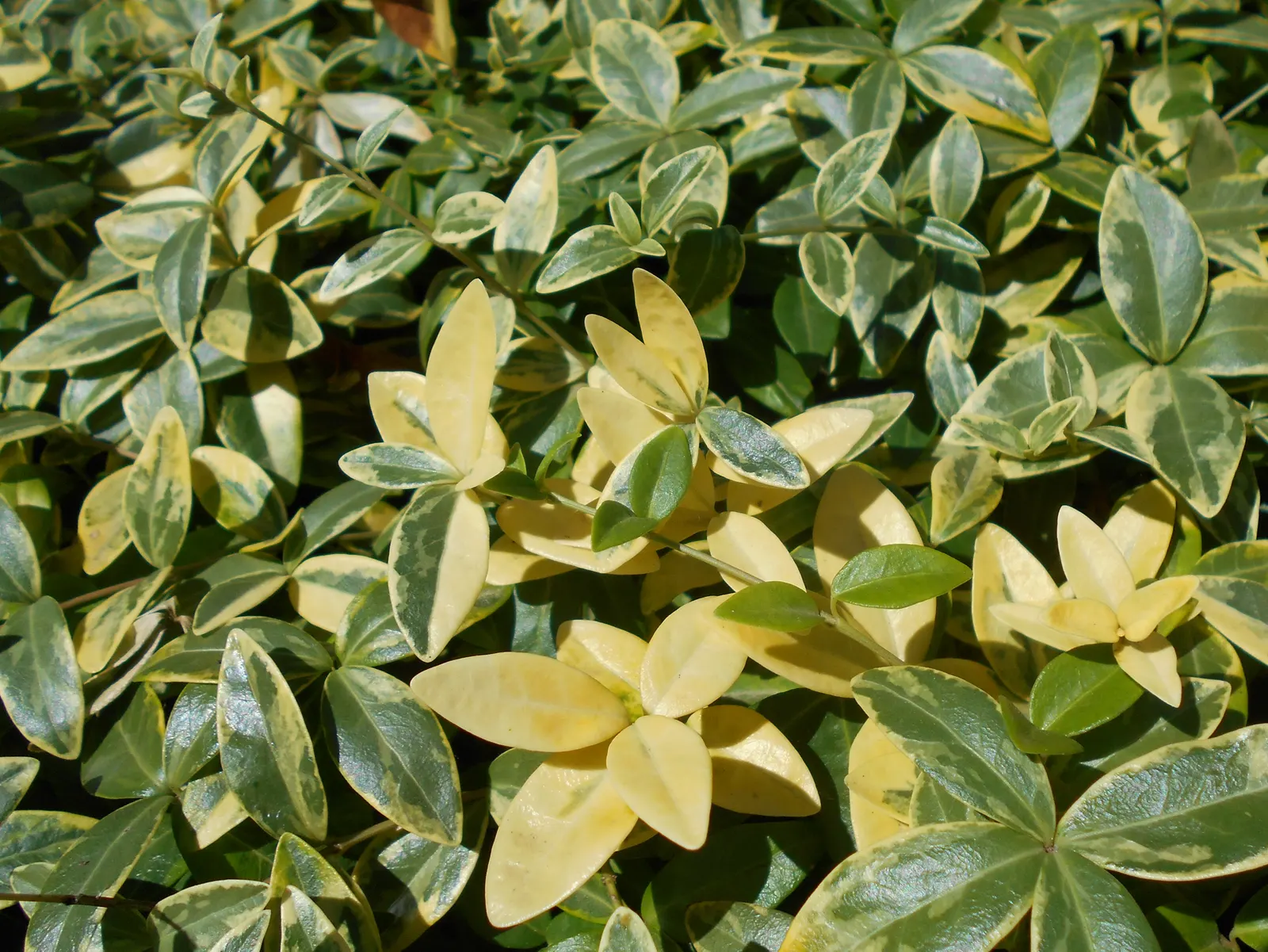 Variegated Dwarf Periwinkle (Vinca Minor 'Variegata') — Thriving in USDA zones 4-9, it spreads 18 inches wide, reaching a height of 3-6 inches