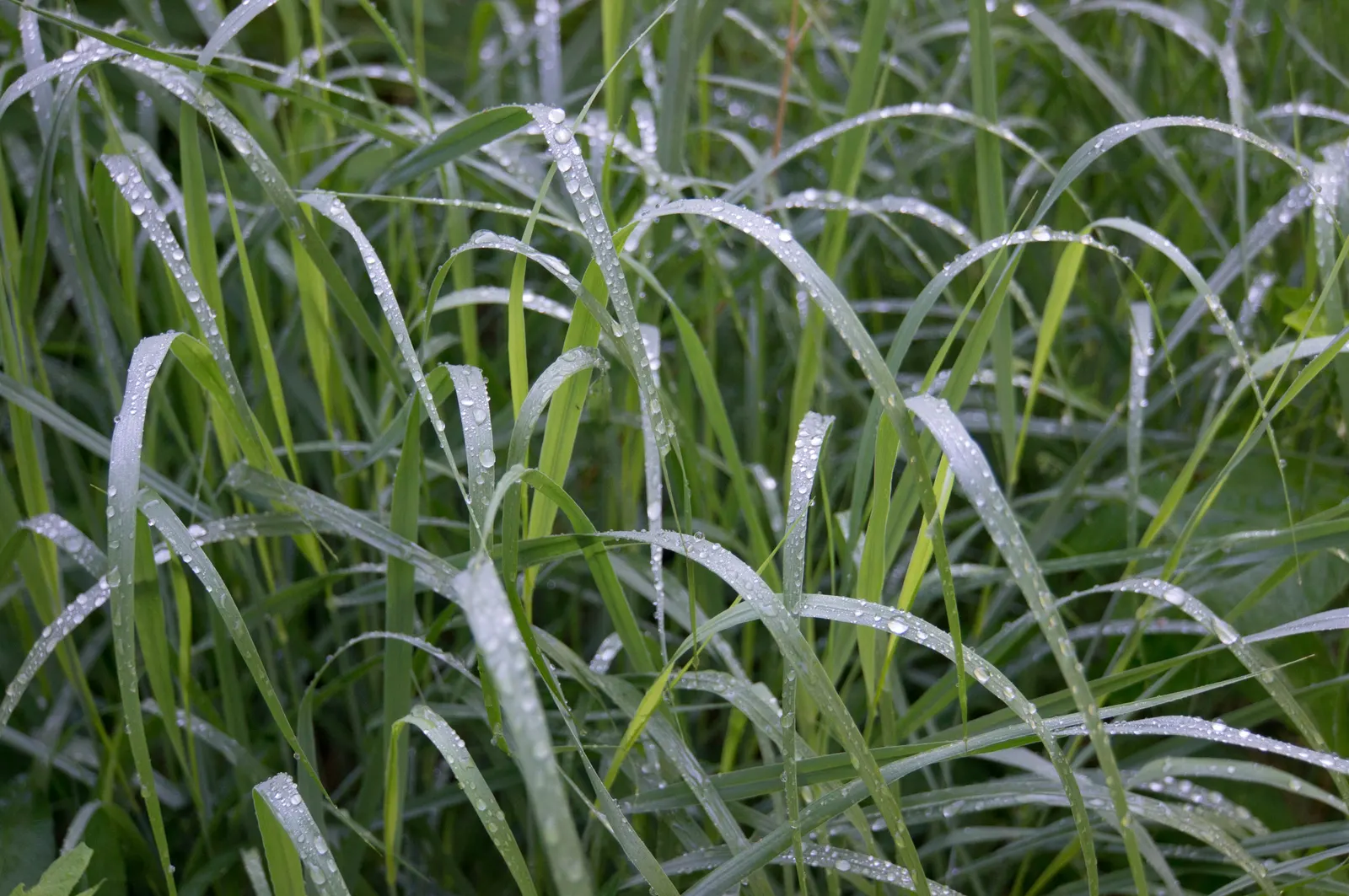 Heavy Metal Switch Grass (Panicum Virgatum 'Heavy Metal') — Reaching 4 to 5 feet in height with a 2 to 3 feet spread