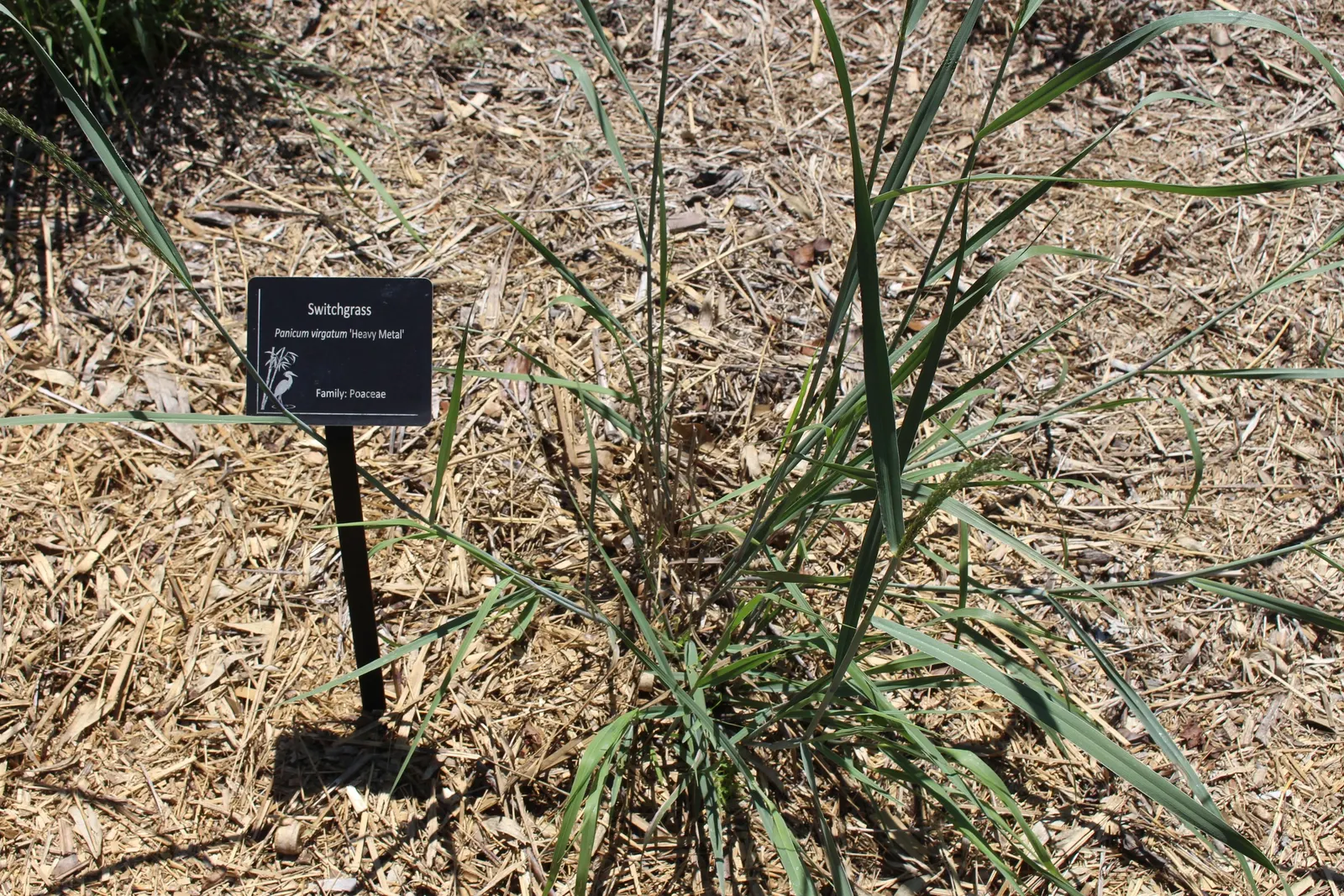 Heavy Metal Switch Grass (Panicum Virgatum 'Heavy Metal') — is a North American native perennial grass known for its metallic blue-green foliage
