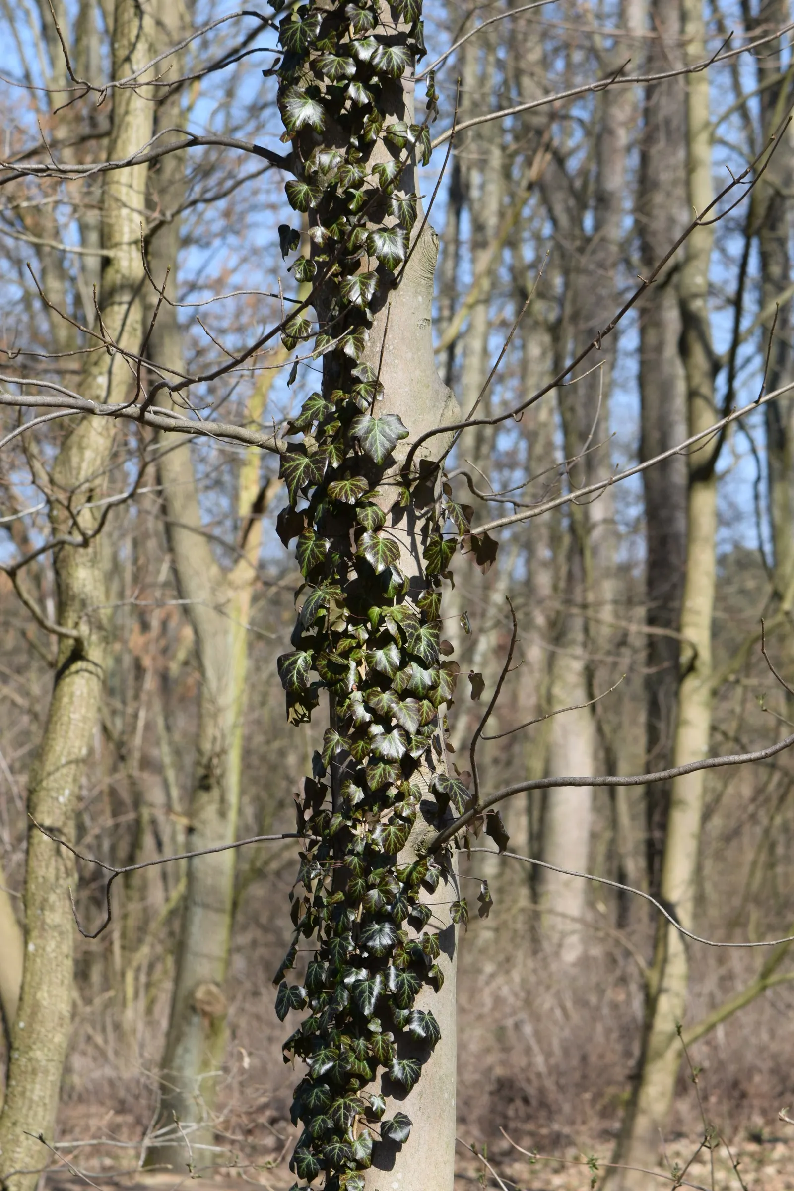 English Ivy (Hedera Helix) — Department of Agriculture plant hardiness zones 4 through 9; dark green leaves with a quintessential lobed profile, image 101