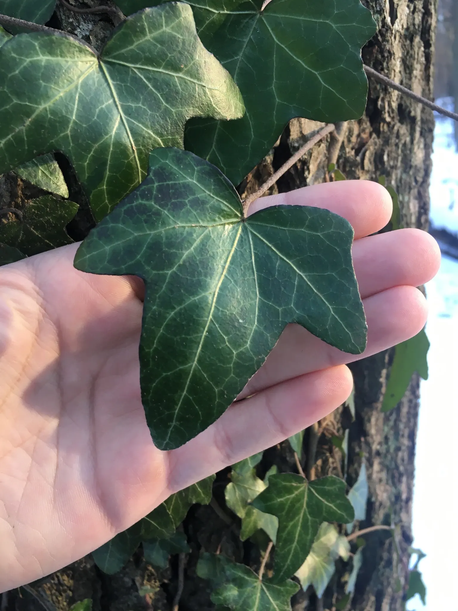 English Ivy (Hedera Helix) — although it can tolerate sunnier spots; hedera helix, commonly known as English Ivy, is a versatile evergreen vine, image 112