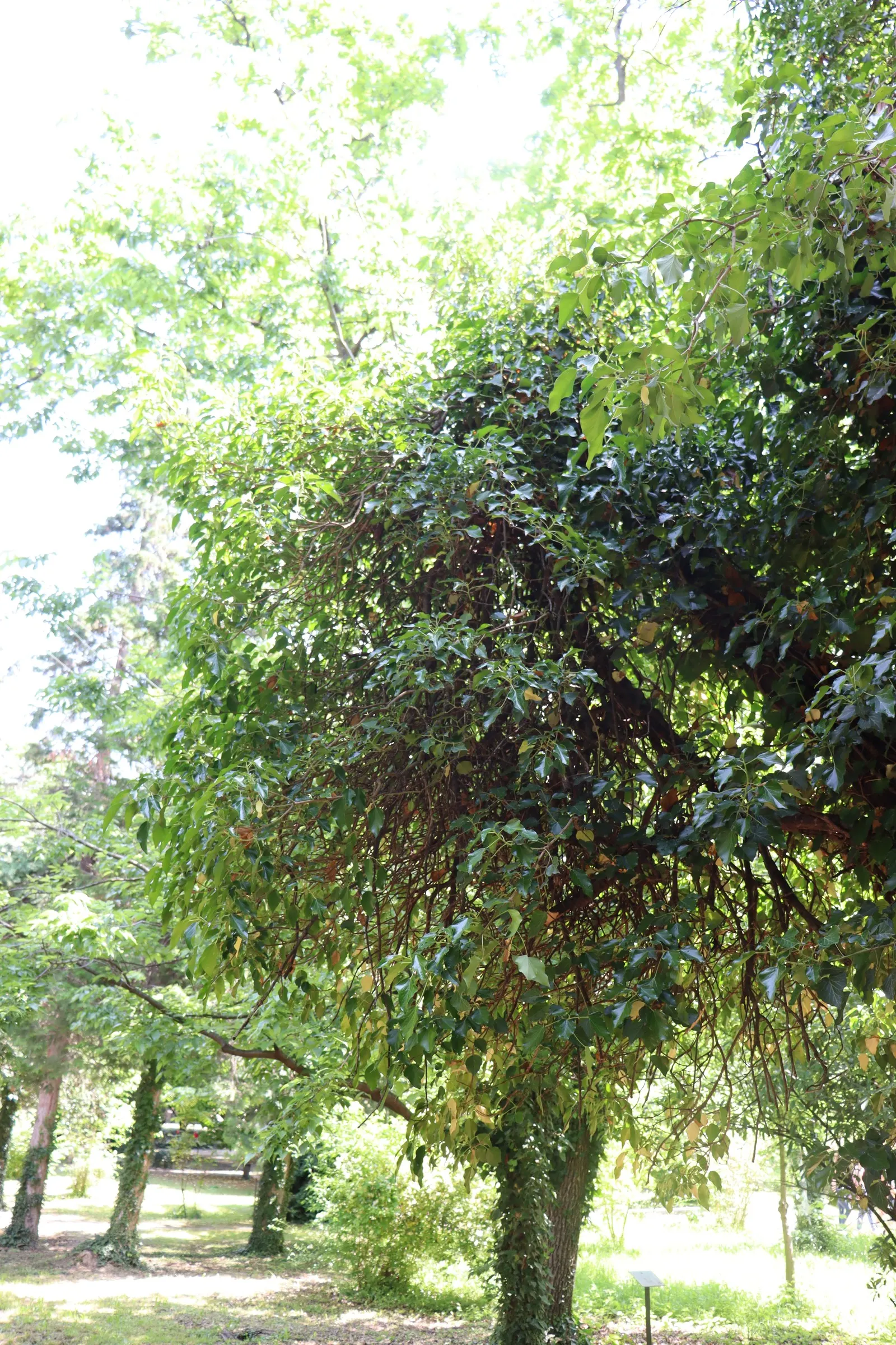 English Ivy (Hedera Helix) — from concealing unsightly features to creating lush backdrops; while some varieties may display white or yellow, image 84