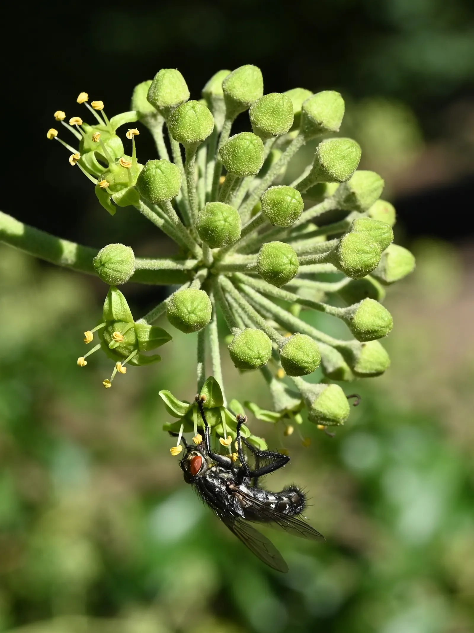 English Ivy (Hedera Helix) — Regular pruning will keep the growth in check, which is important to prevent it from becoming invasive; although it, image 85