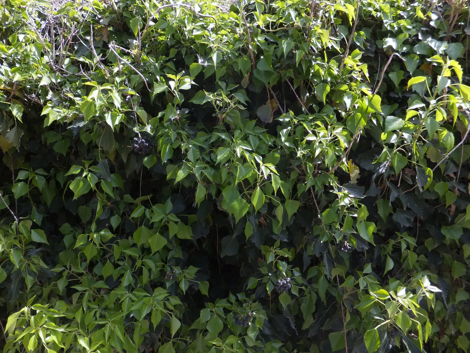 English Ivy (Hedera Helix) — it's crucial to note that it reaches lengths of 20 to 80 feet at maturity if given vertical support; by incorporating, image 77