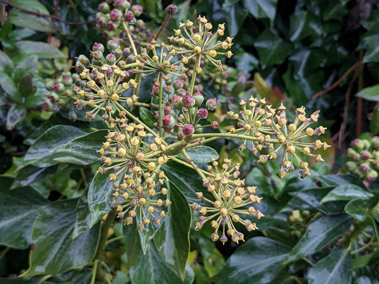 English Ivy (Hedera Helix) — By incorporating Hedera helix into your landscape; broadleaf evergreen / ground cover / vine with green blooms, image 116