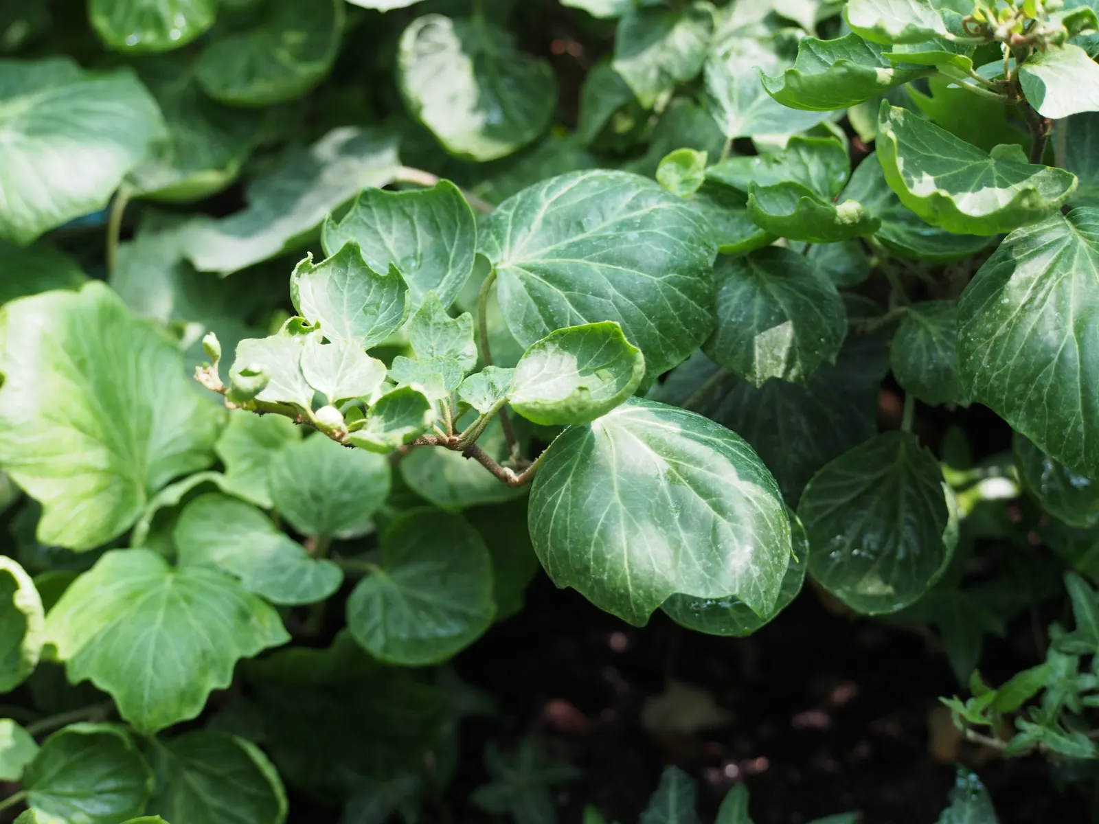 English Ivy (Hedera Helix) — it is renowned for its adaptability and low-maintenance qualities; humus-rich soil with good drainage and performs, image 102