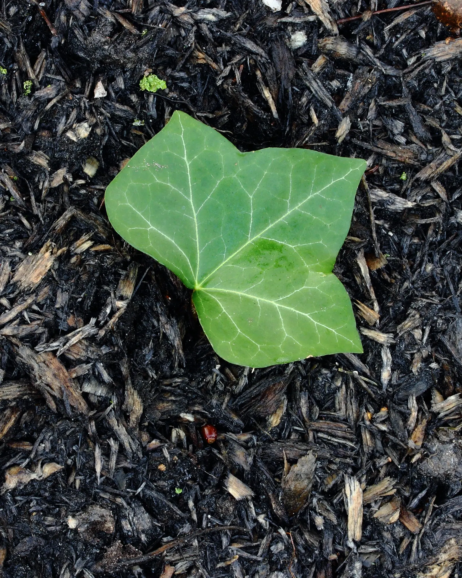 English Ivy (Hedera Helix) — scientifically known as Hedera helix; broadleaf evergreen / ground cover / vine for deep shade or full or half or shade, image 69