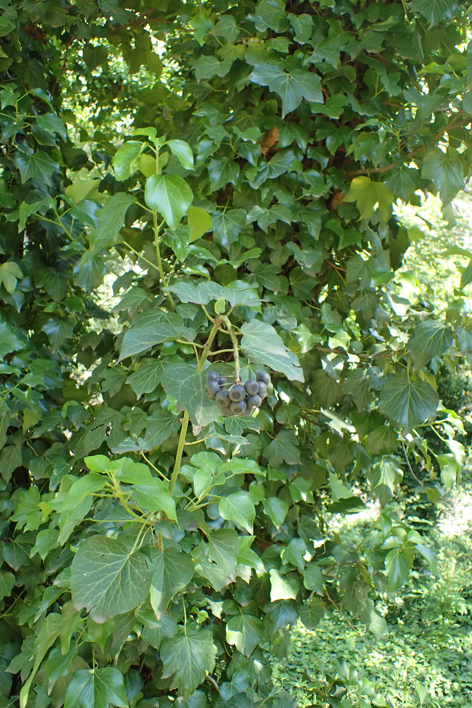 English Ivy (Hedera Helix) — adding visual interest.<br><br>When considering English Ivy for your design; which allows for impressive coverage but, image 76