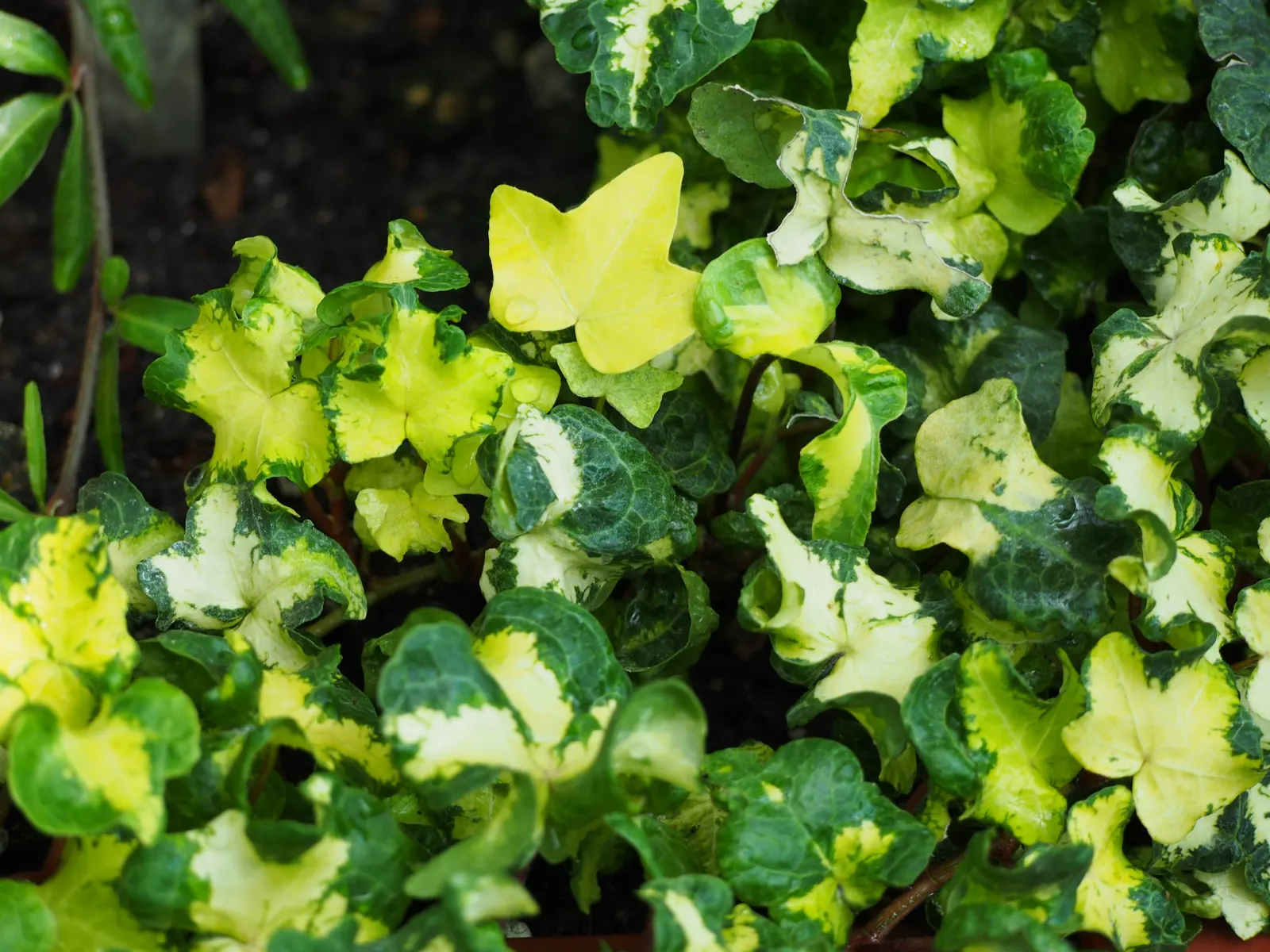 English Ivy (Hedera Helix) — offers year-round coverage; it thrives in partial to full shade, preferring moist, well-drained soil, image 95