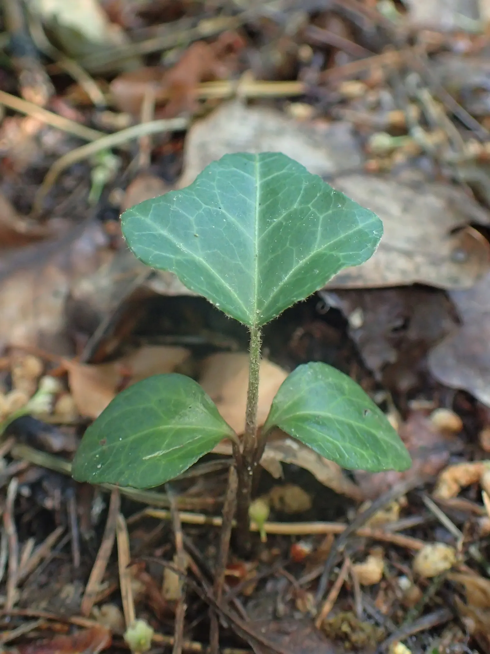 English Ivy (Hedera Helix) — ideal for ground covers or climbing facades; scientifically known as Hedera helix, image 96