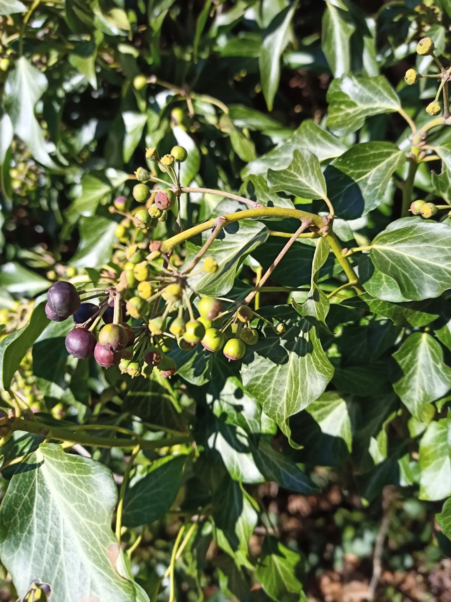 English Ivy (Hedera Helix) — from concealing unsightly features to creating lush backdrops; while some varieties may display white or yellow, image 114
